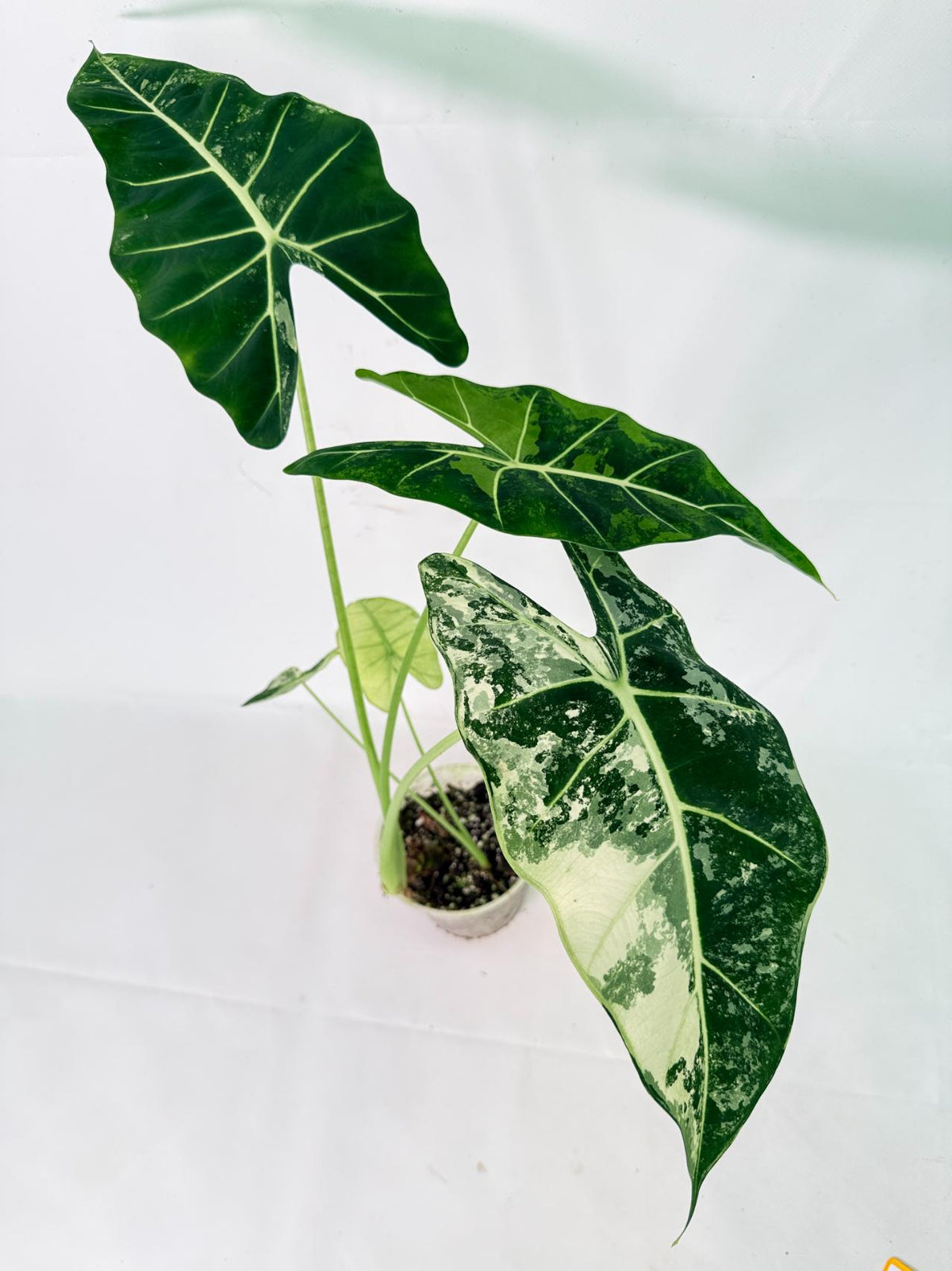 Alocasia Frydek Variegata 09
