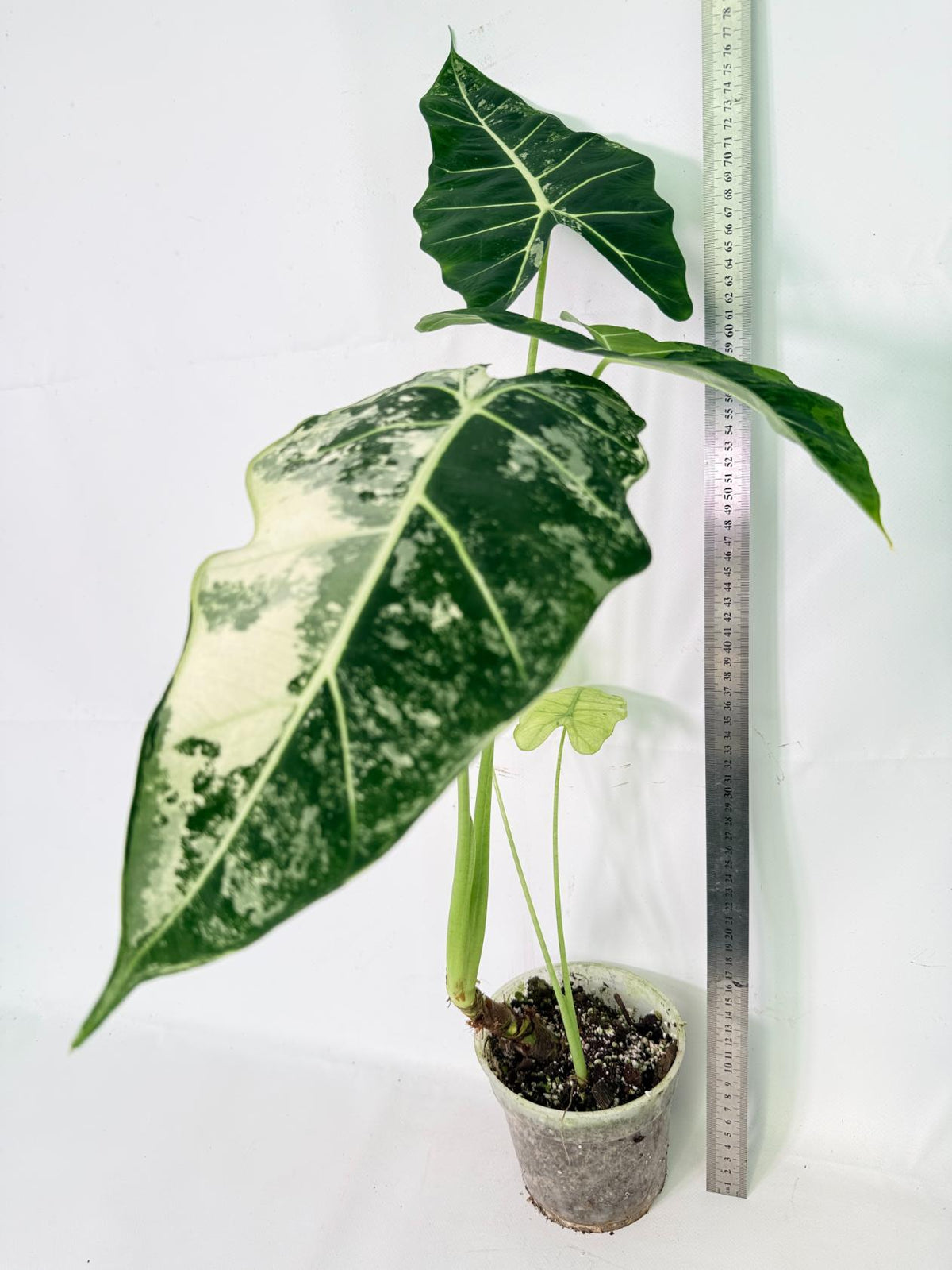 Alocasia Frydek Variegata 10