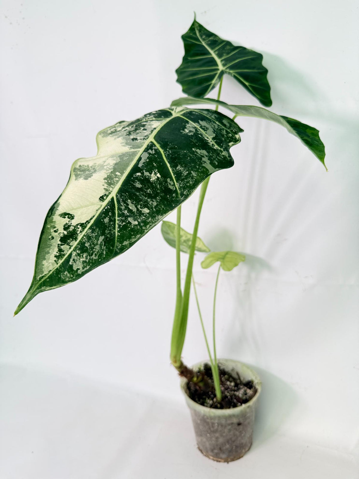 Alocasia Frydek Variegata 01
