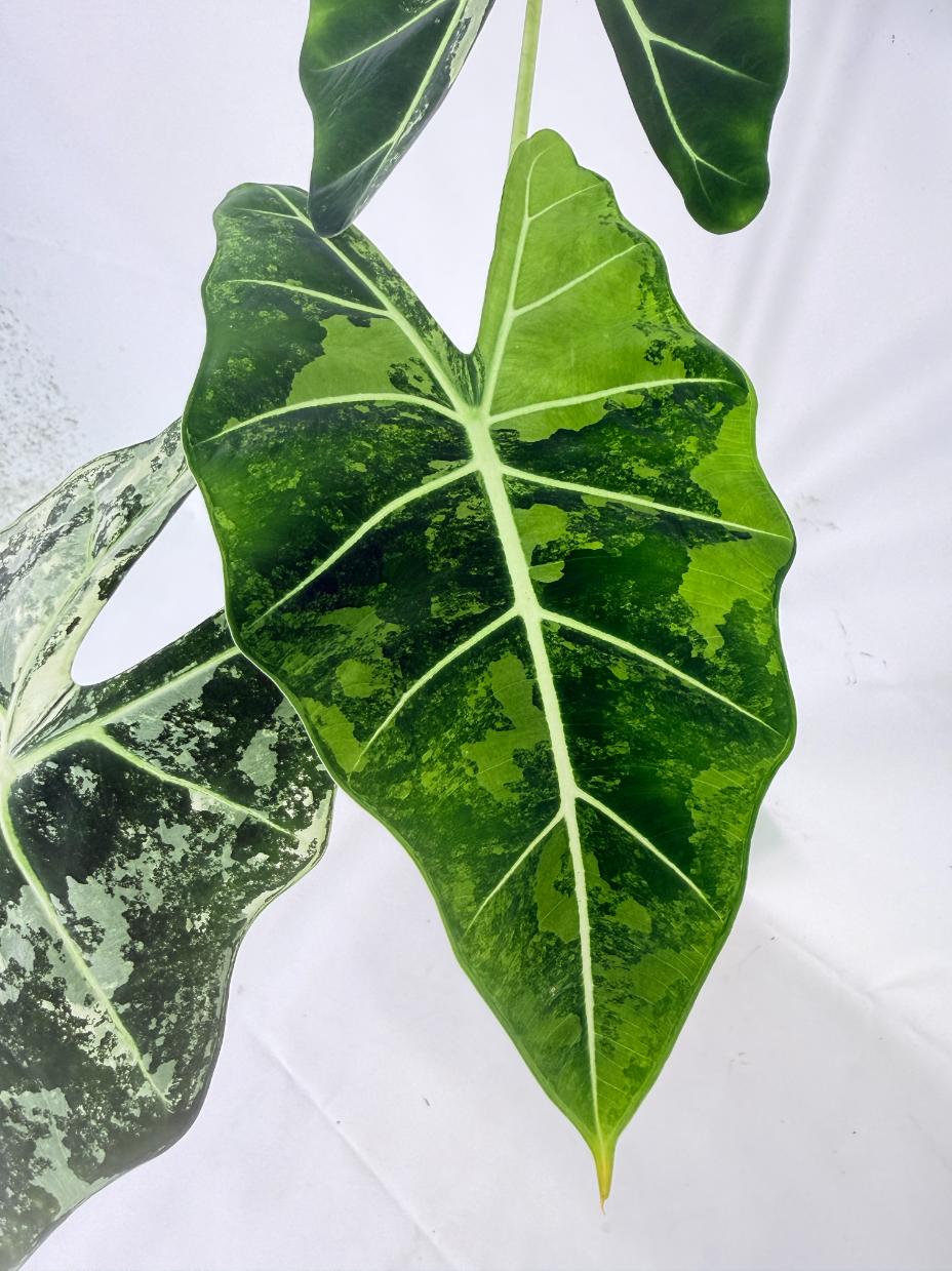Alocasia Frydek Variegata 03