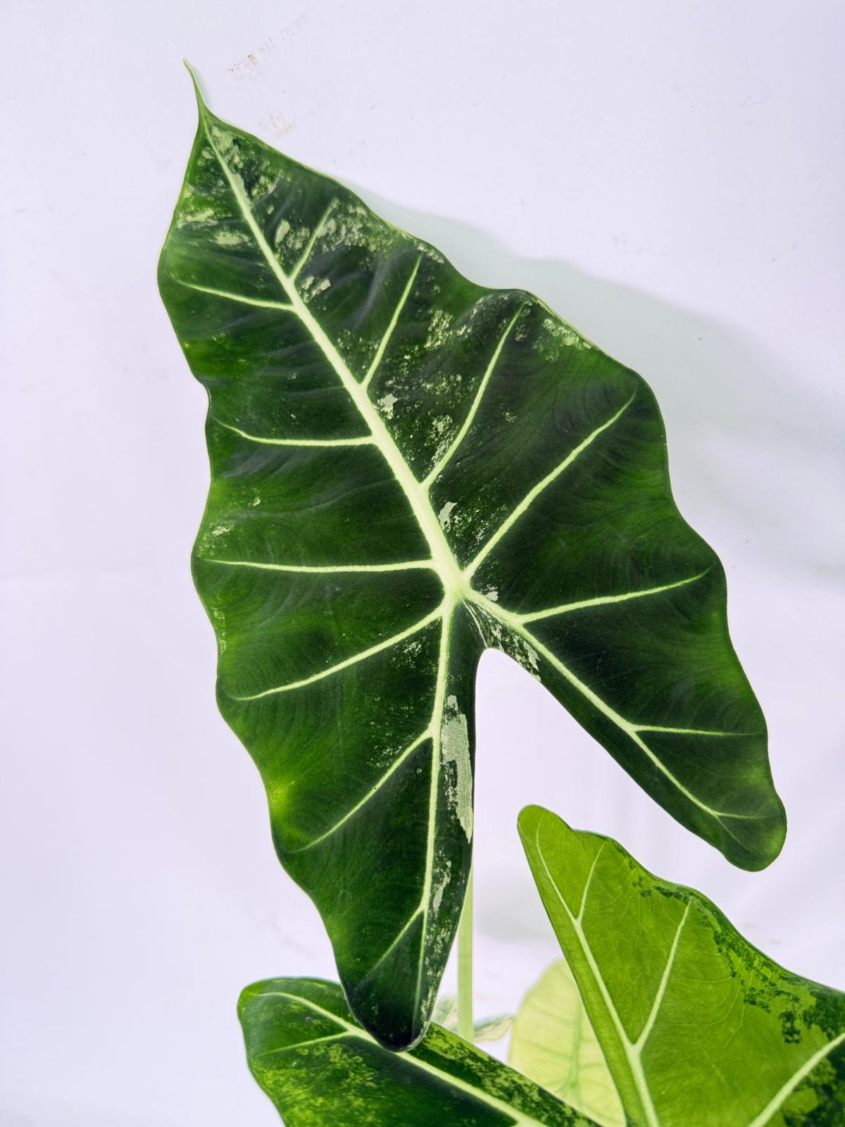 Alocasia Frydek Variegata 04