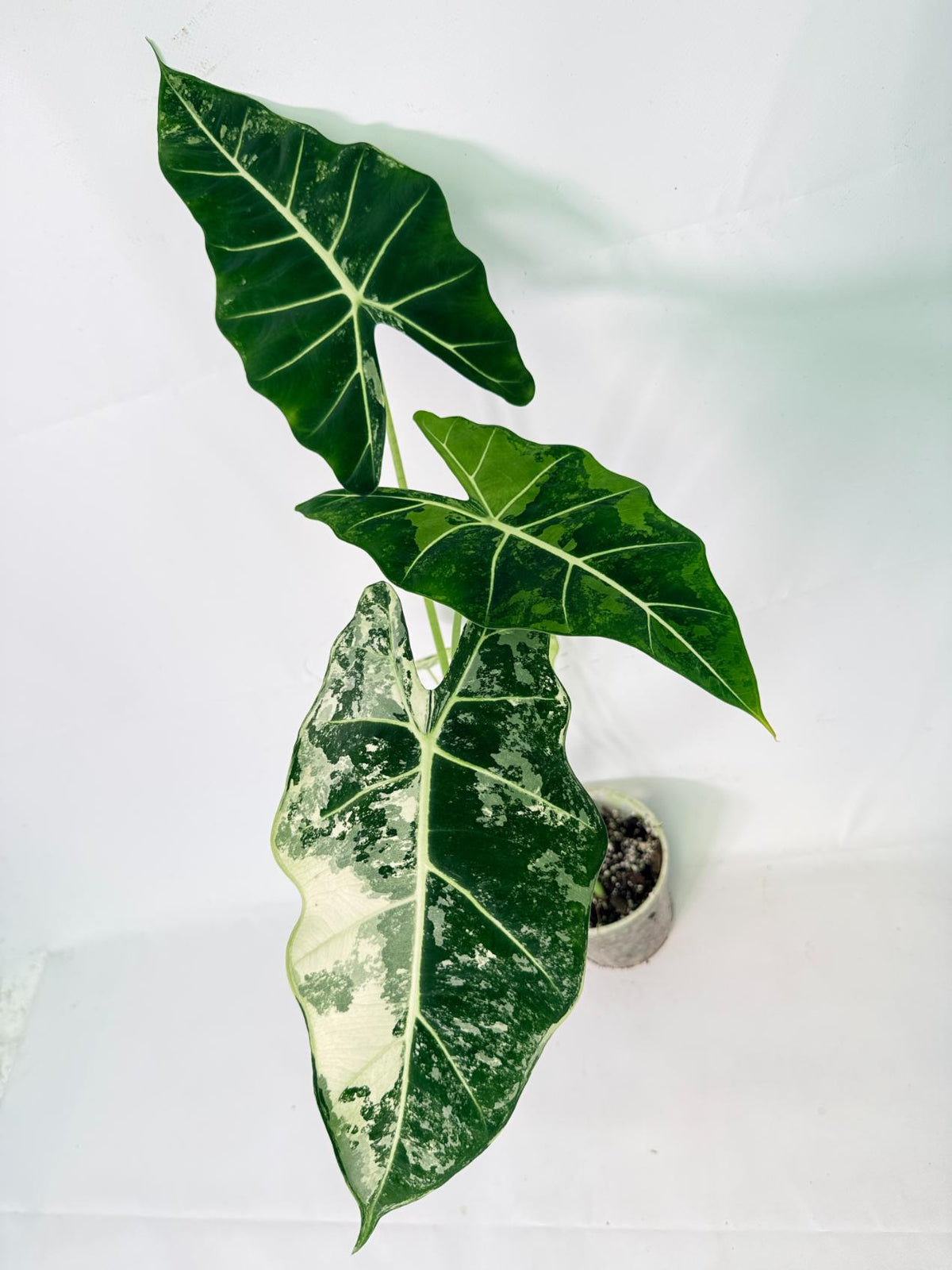 Alocasia Frydek Variegata 05