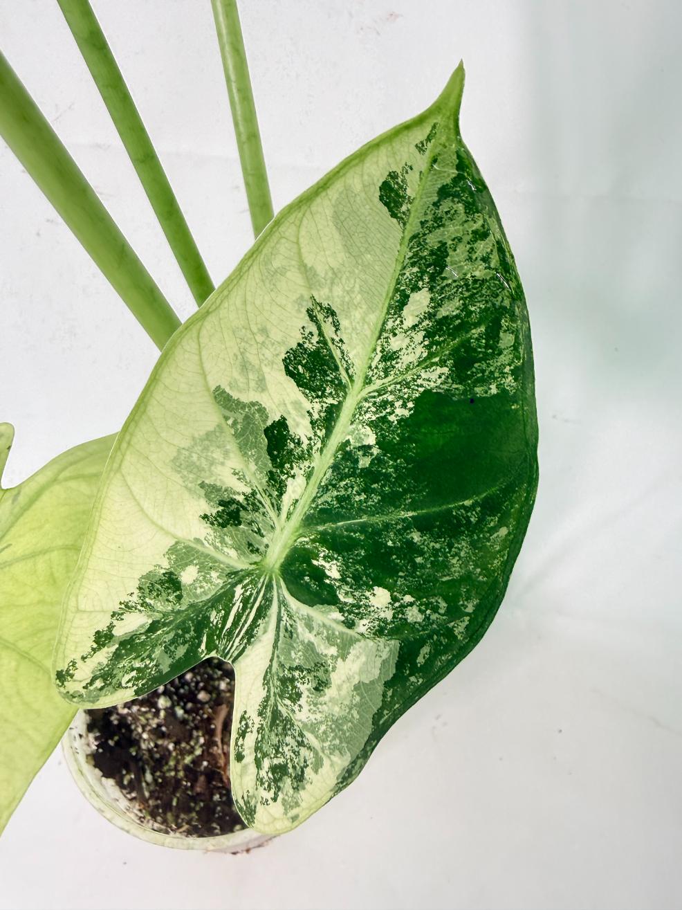Alocasia Frydek Variegata 06