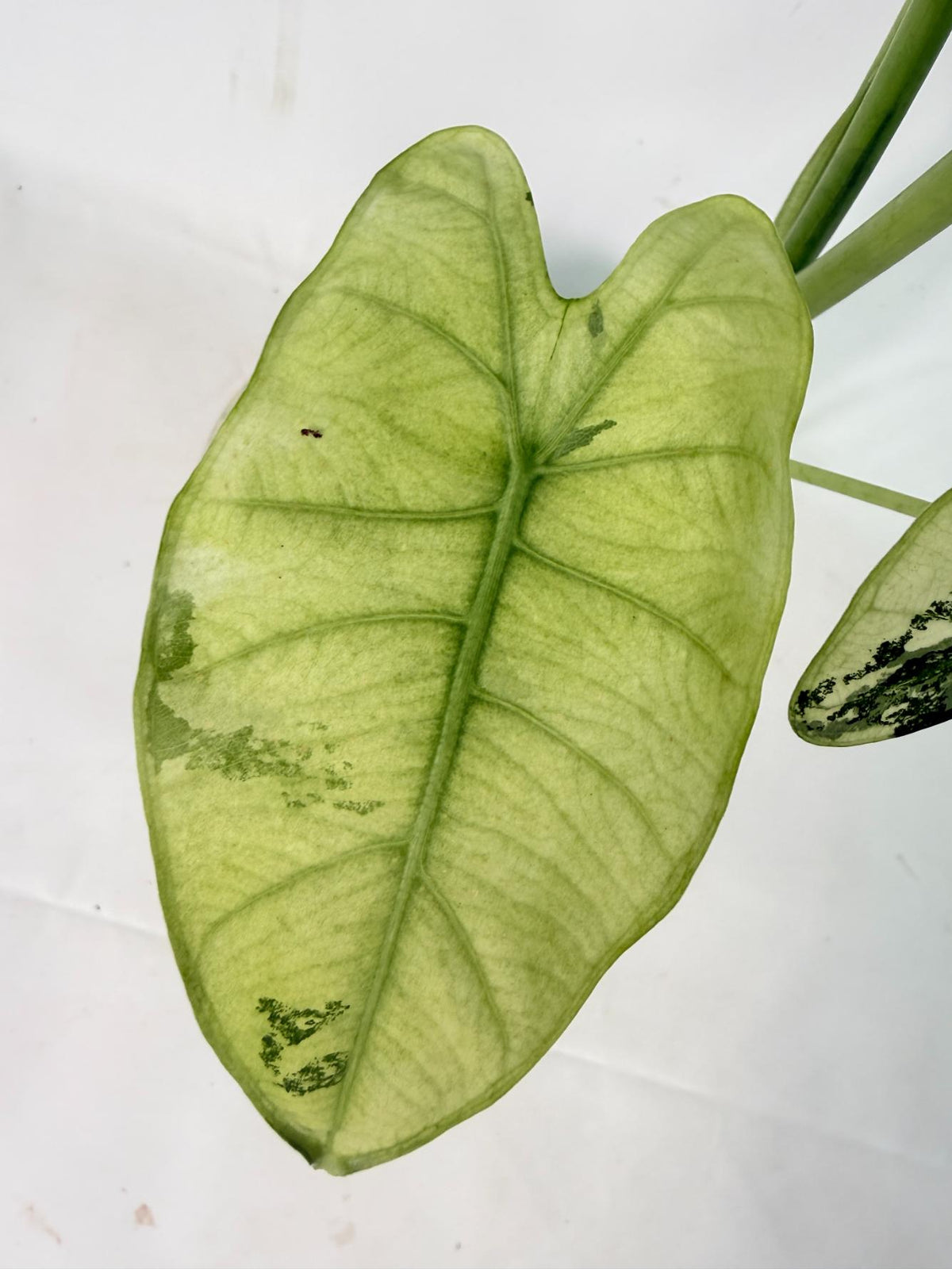 Alocasia Frydek Variegata 07