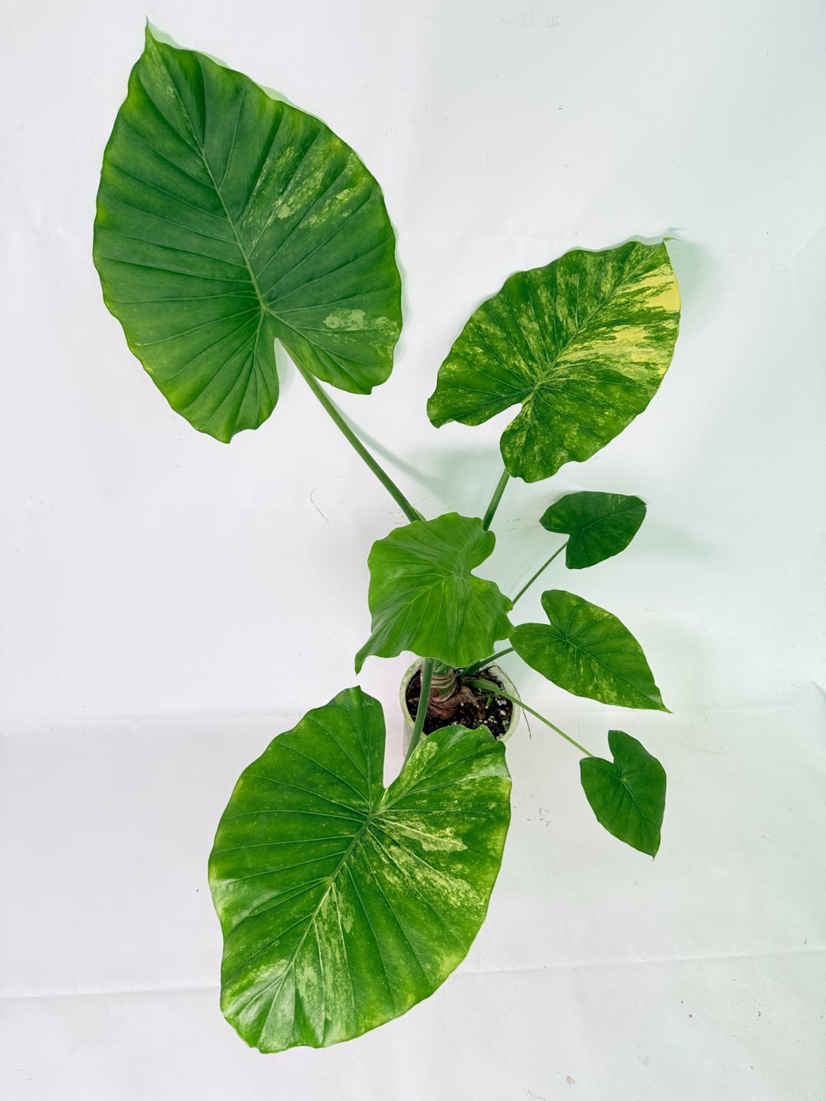 Alocasia Odora Variegata Aurea XL 09
