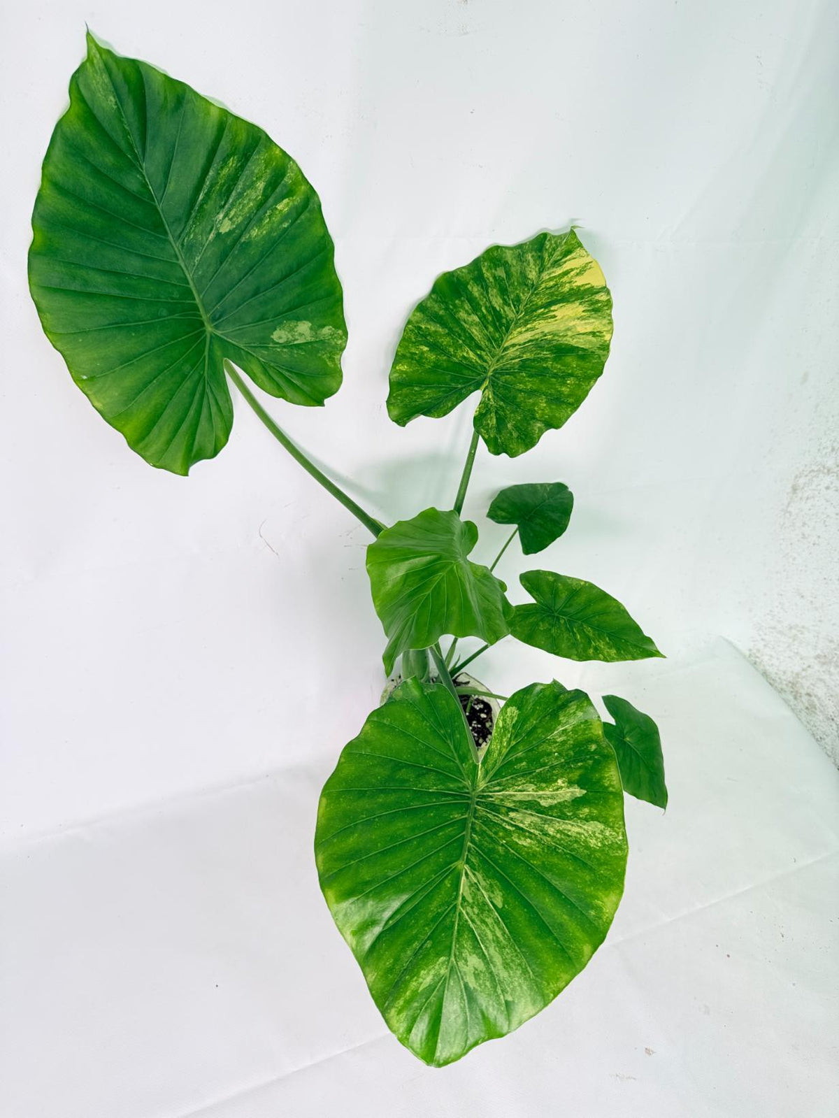 Alocasia Odora Variegata Aurea XL 10