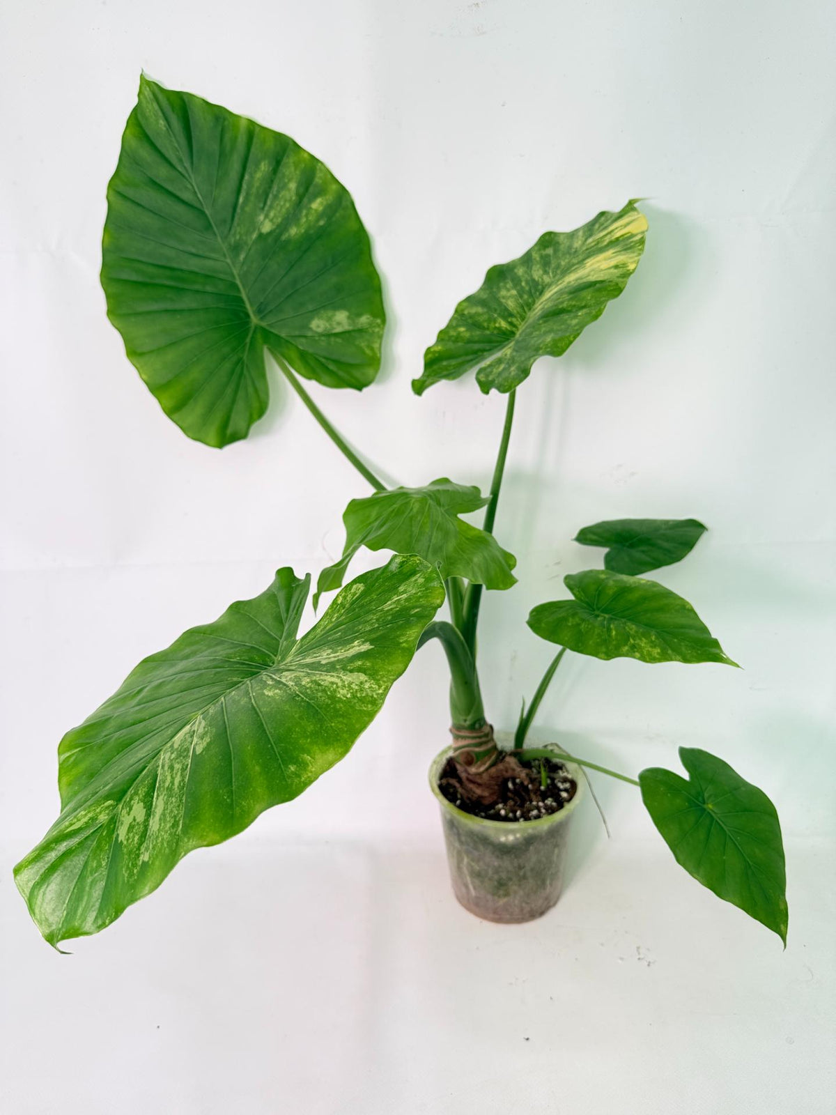 Alocasia Odora Variegata Aurea XL 11