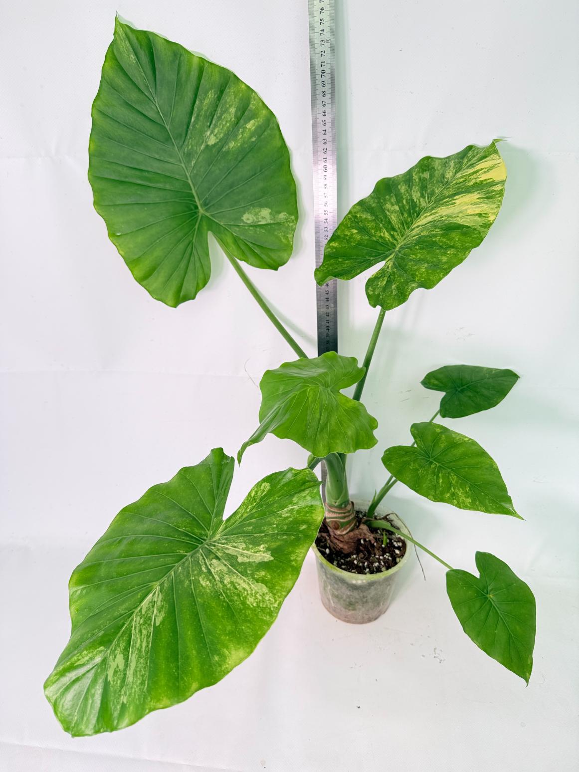 Alocasia Odora Variegata Aurea XL 06