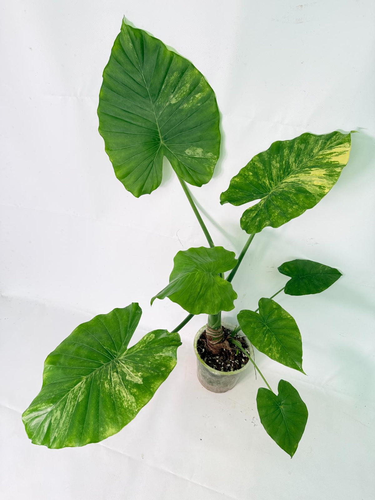 Alocasia Odora Variegata Aurea XL 01