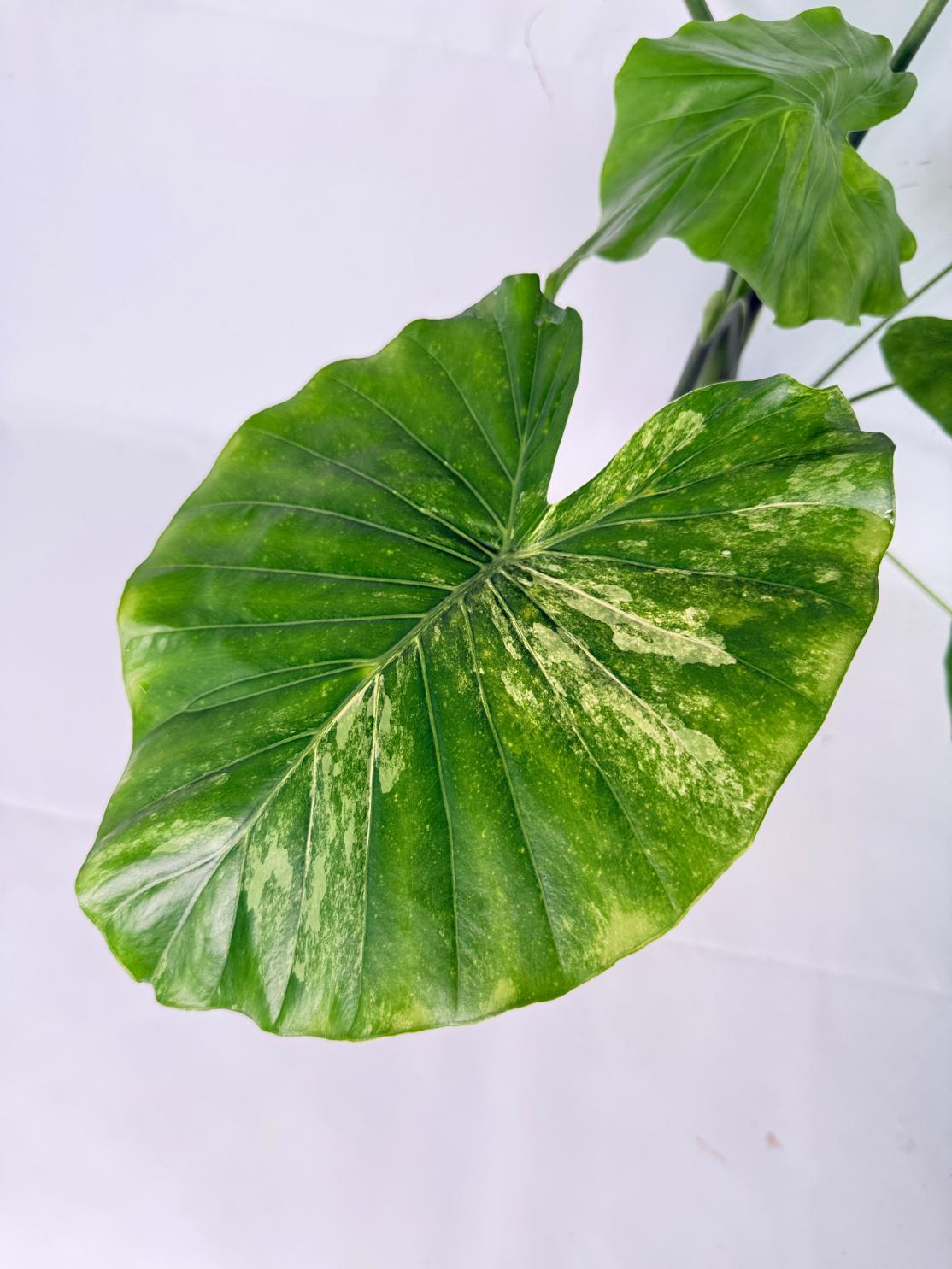 Alocasia Odora Variegata Aurea XL 02