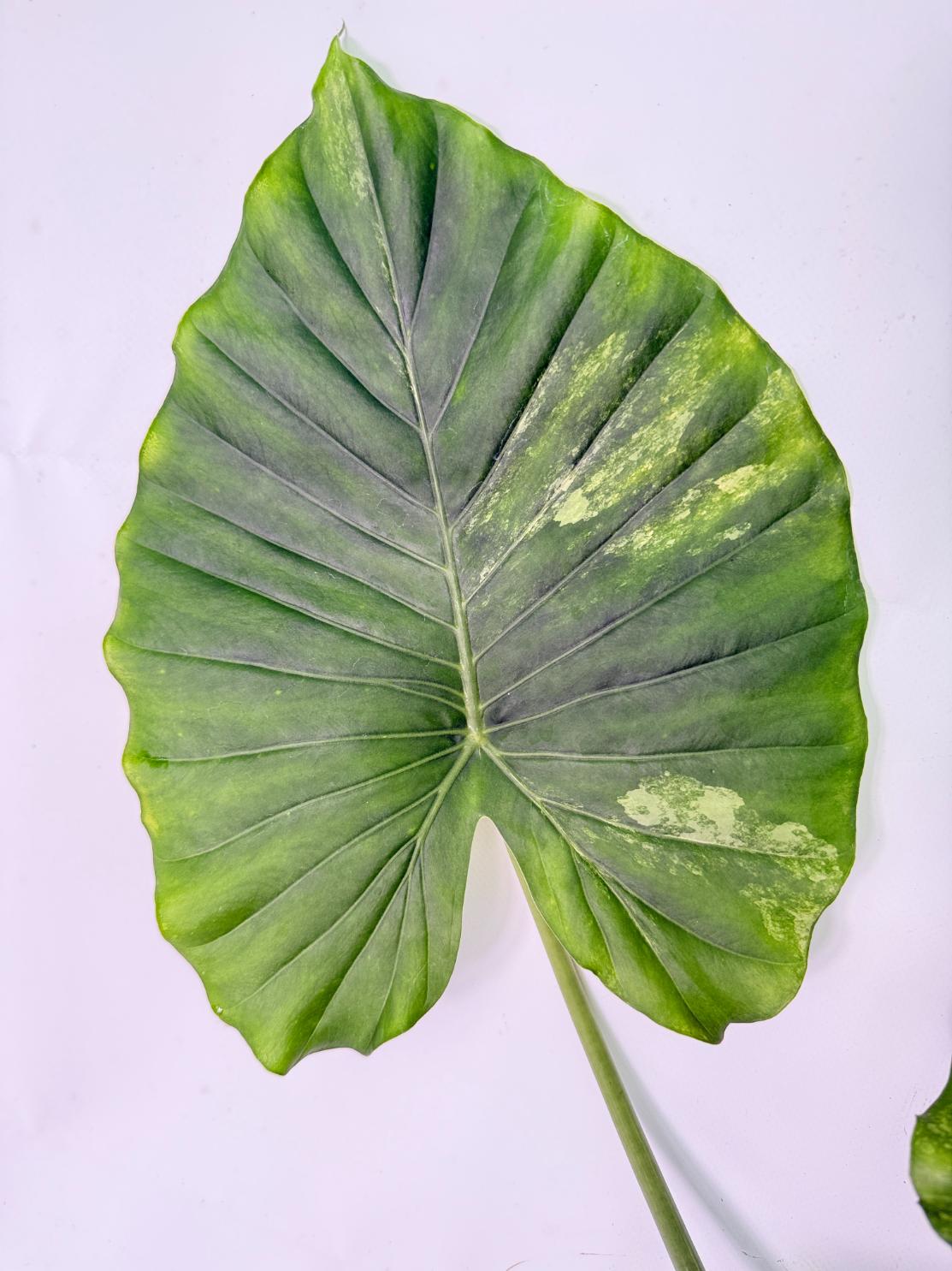 Alocasia Odora Variegata Aurea XL 03
