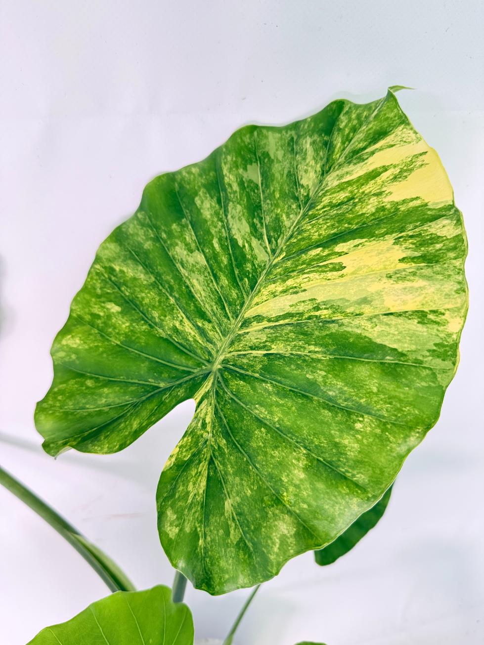 Alocasia Odora Variegata Aurea XL 04