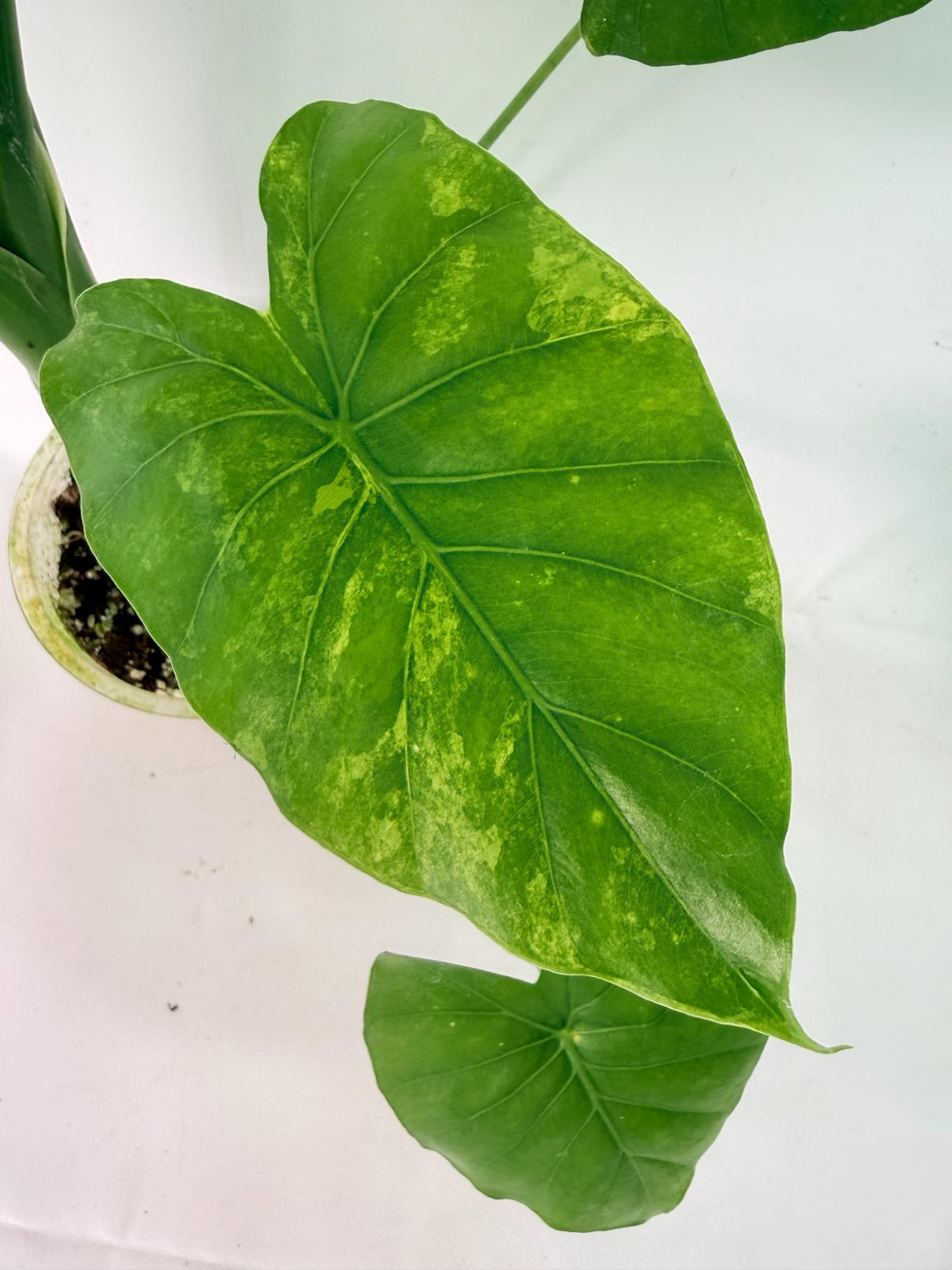 Alocasia Odora Variegata Aurea XL 05