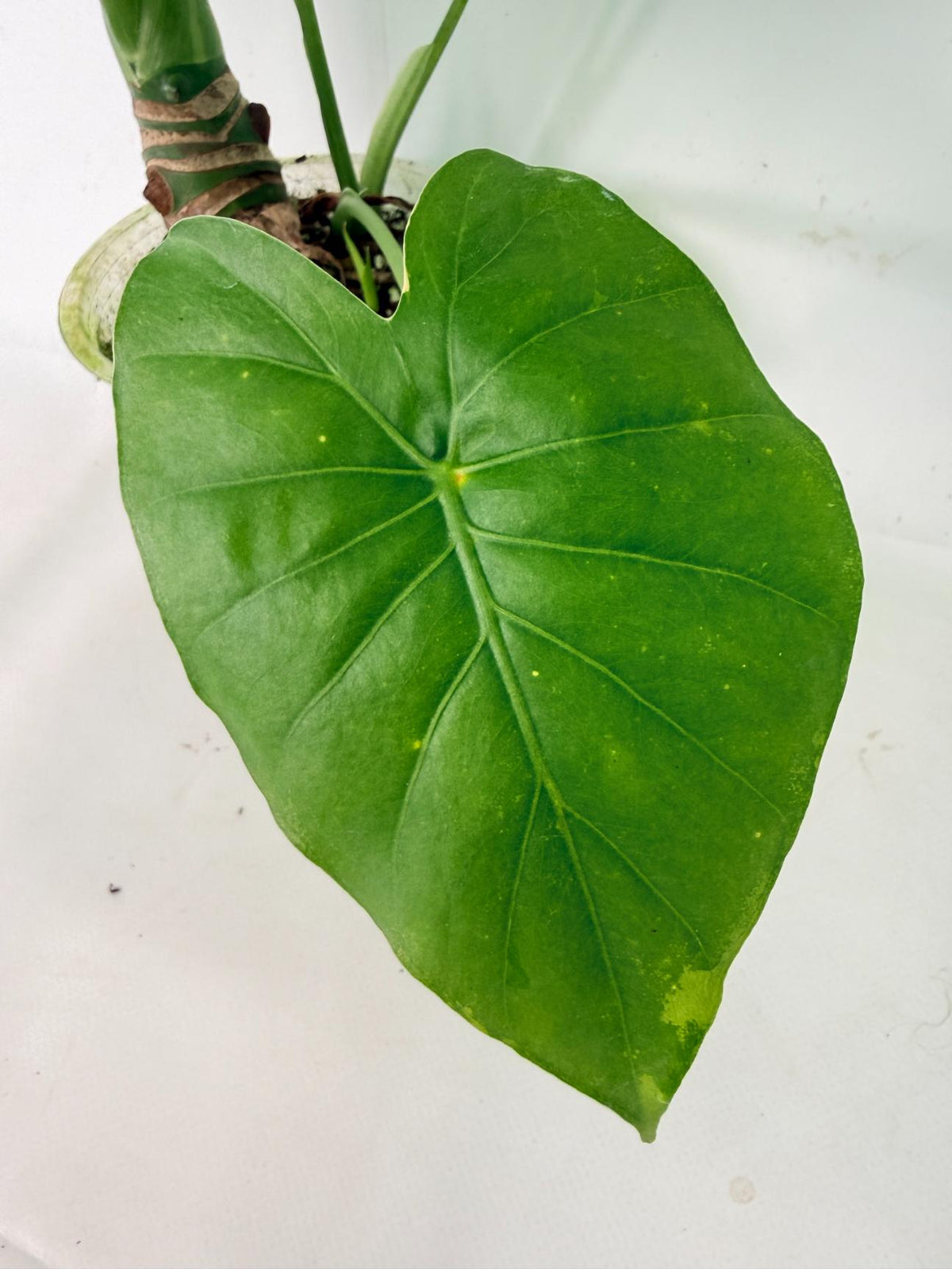 Alocasia Odora Variegata Aurea XL 07