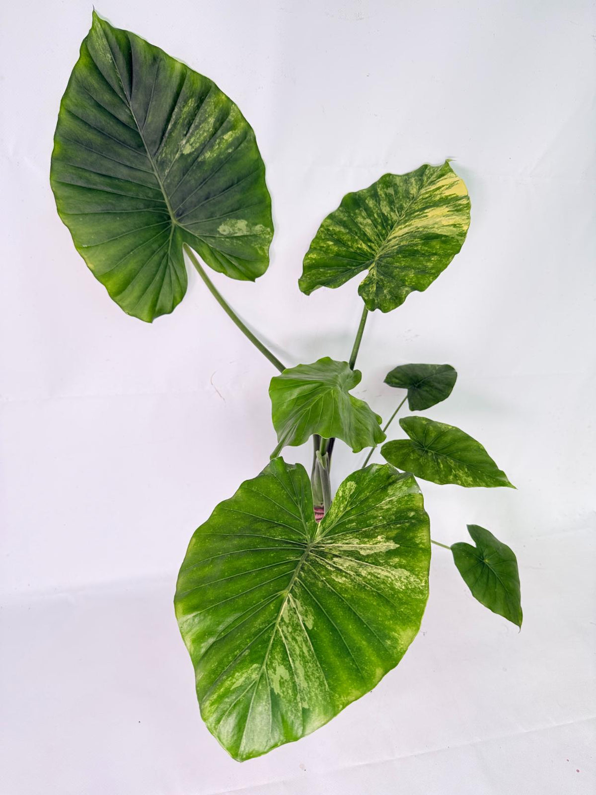 Alocasia Odora Variegata Aurea XL 08