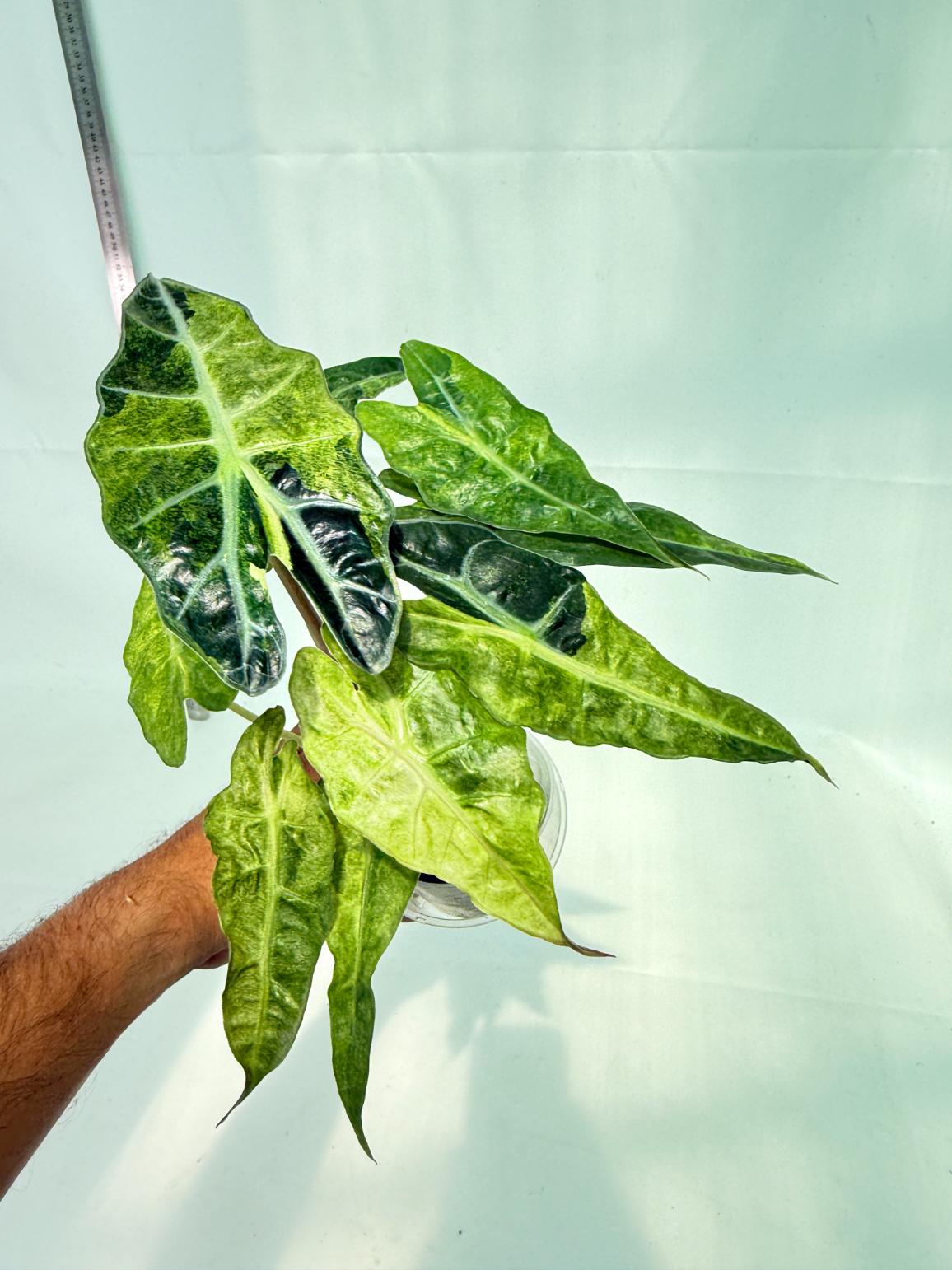 Alocasia Amazonica Variegata Aurea 3