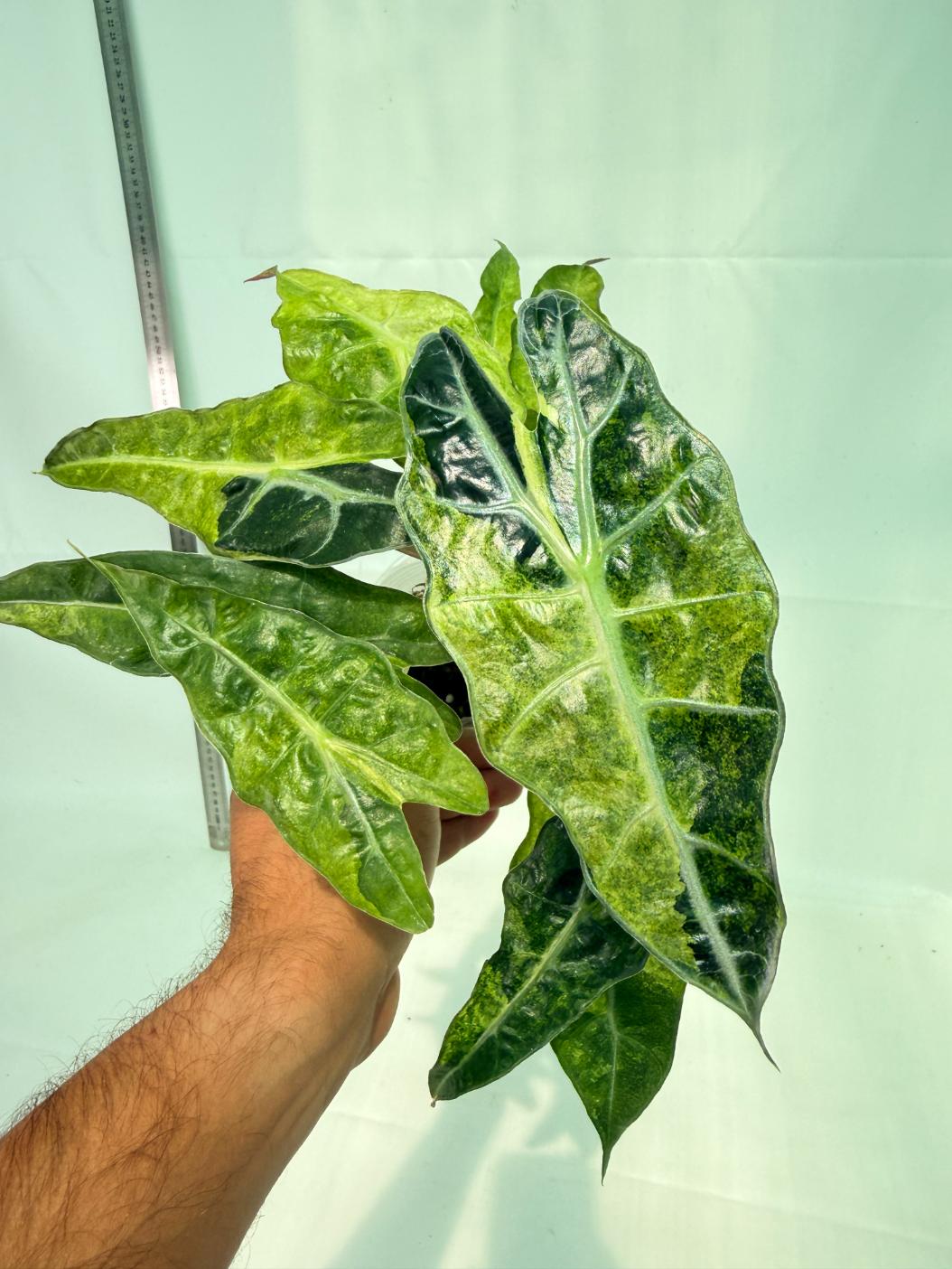 Alocasia Amazonica Variegata Aurea 9