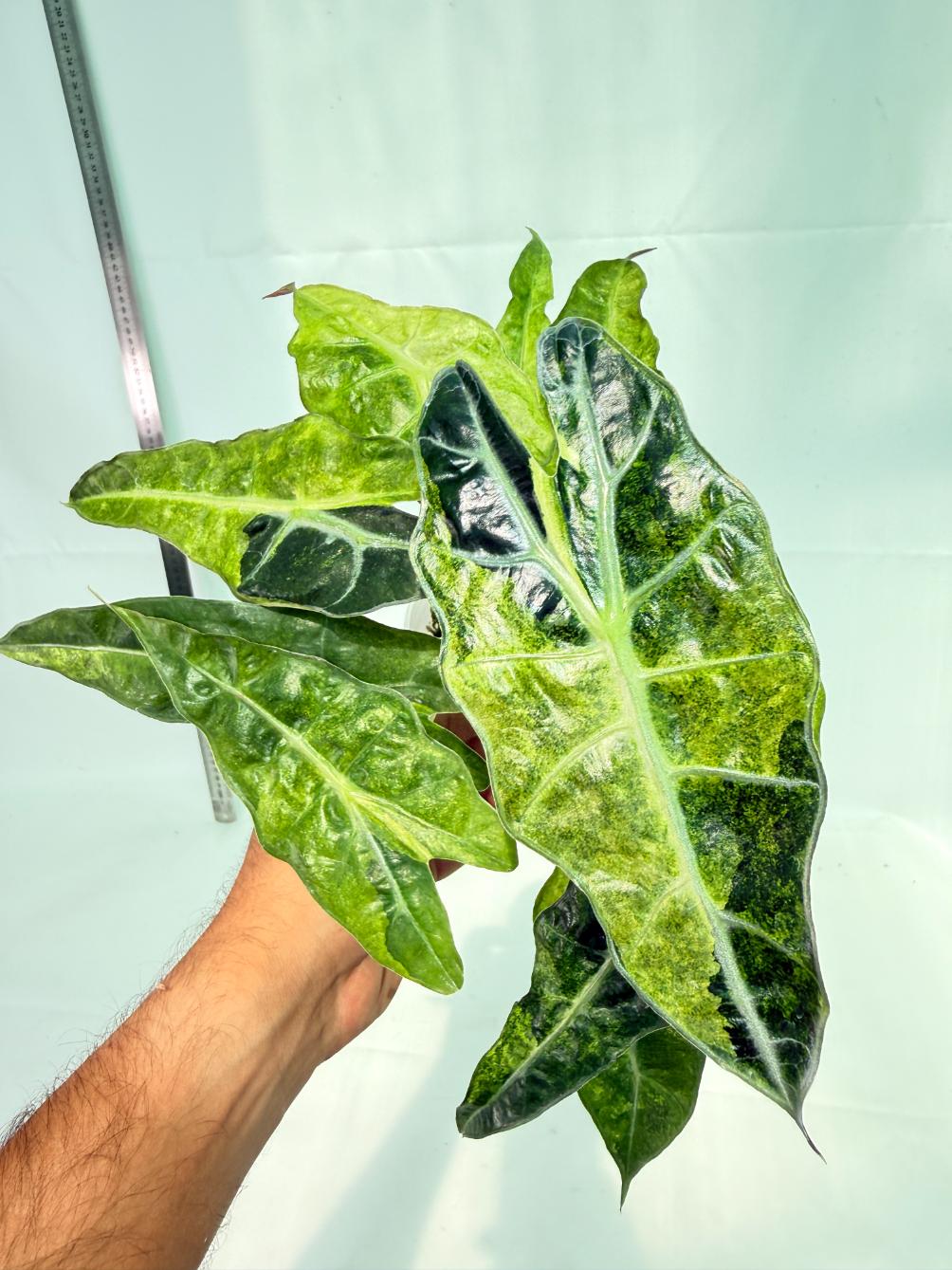 Alocasia Amazonica Variegata Aurea 10