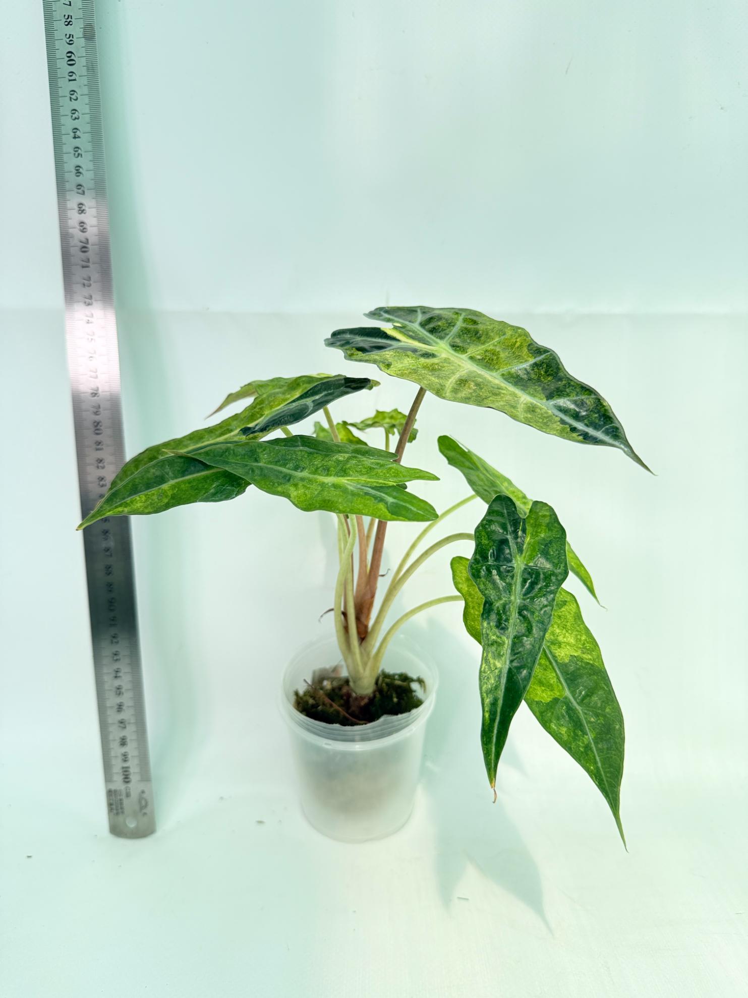 Alocasia Amazonica Variegata Aurea 4