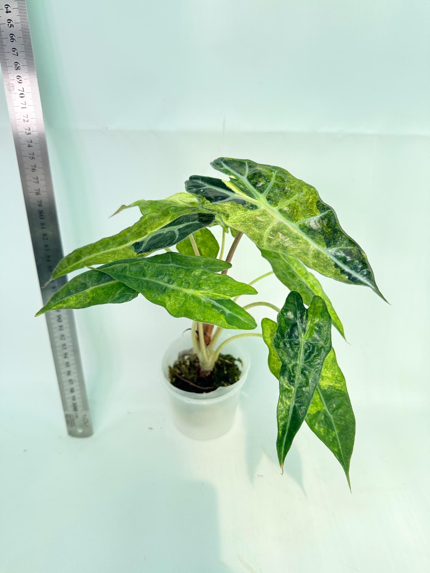 Alocasia Amazonica Variegata Aurea 5