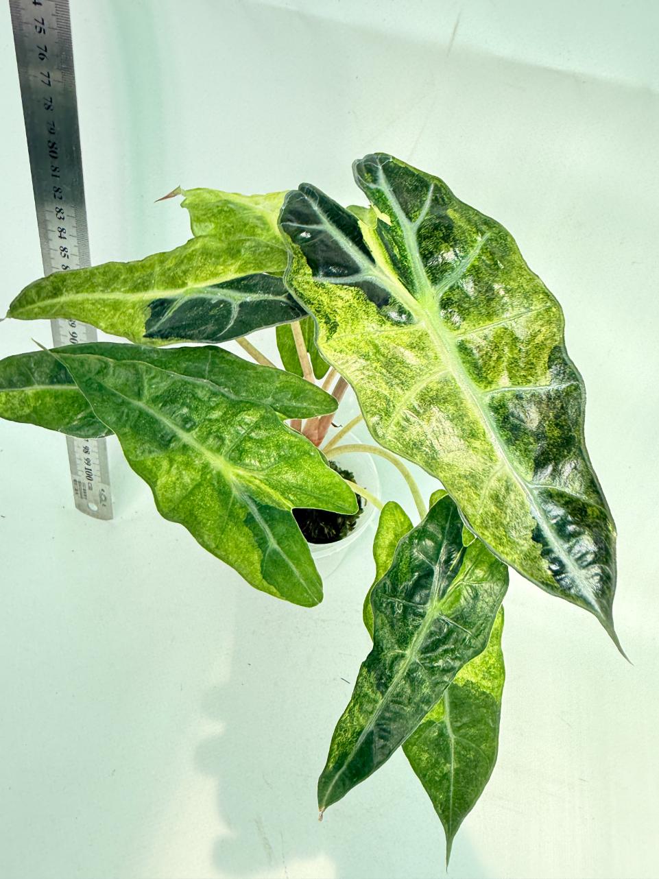 Alocasia Amazonica Variegata Aurea 1