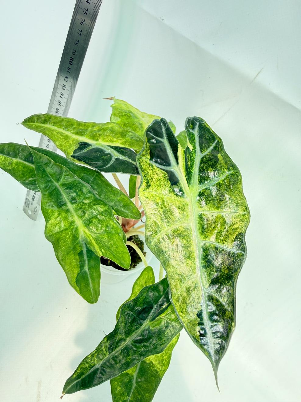 Alocasia Amazonica Variegata Aurea 6