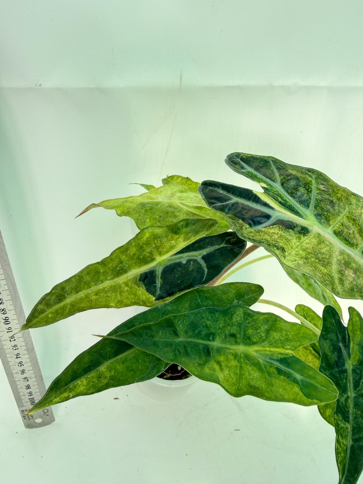 Alocasia Amazonica Variegata Aurea 7
