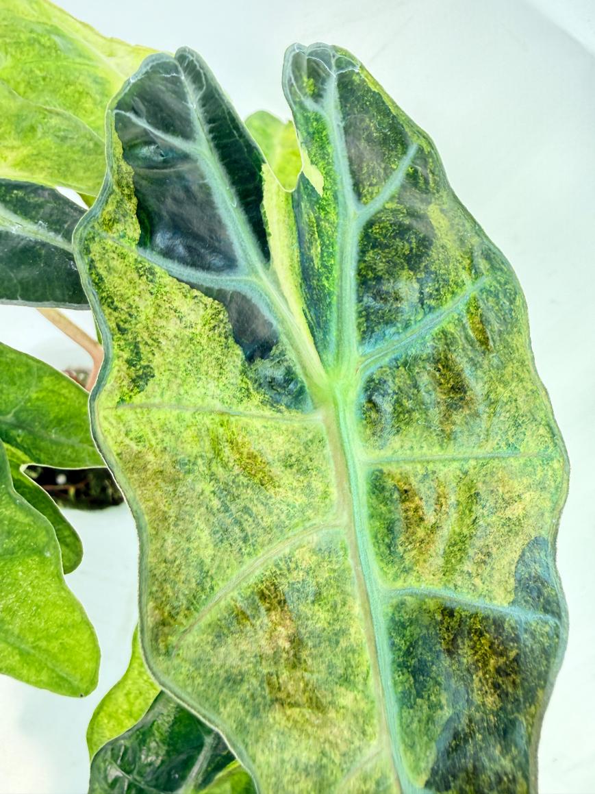 Alocasia Amazonica Variegata Aurea 2