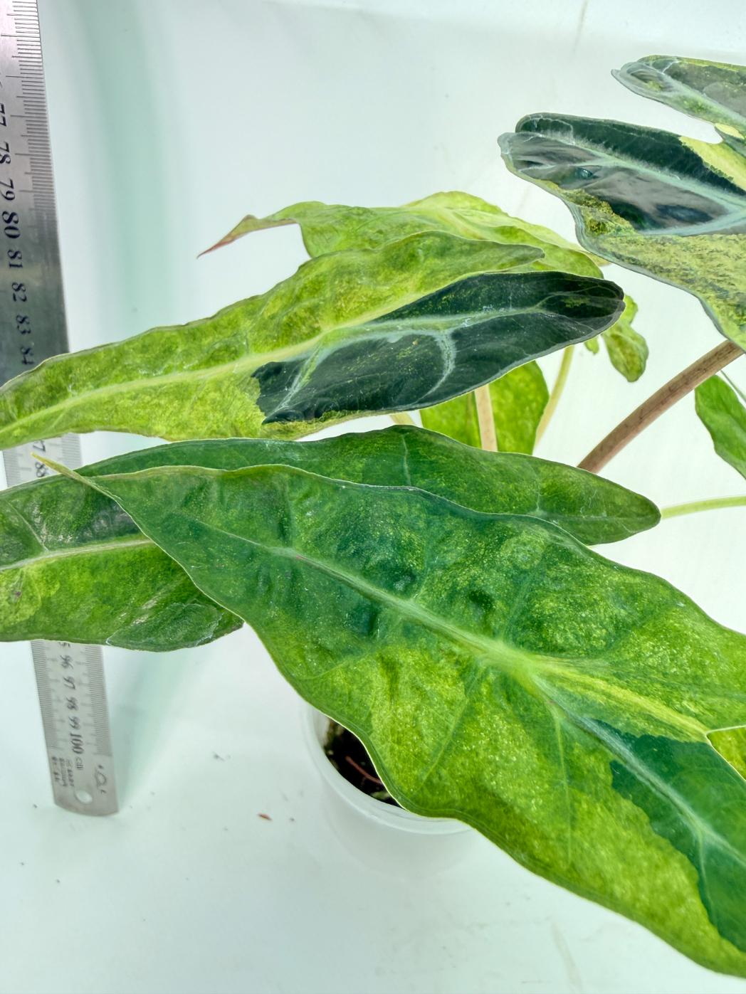 Alocasia Amazonica Variegata Aurea 8