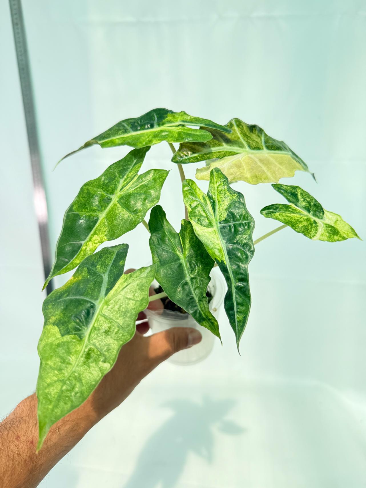 Alocasia Amazonica Variegata Aurea 4