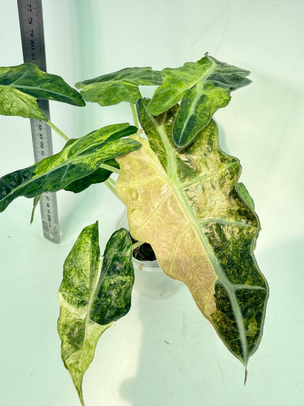 Alocasia Amazonica Variegata Aurea 2