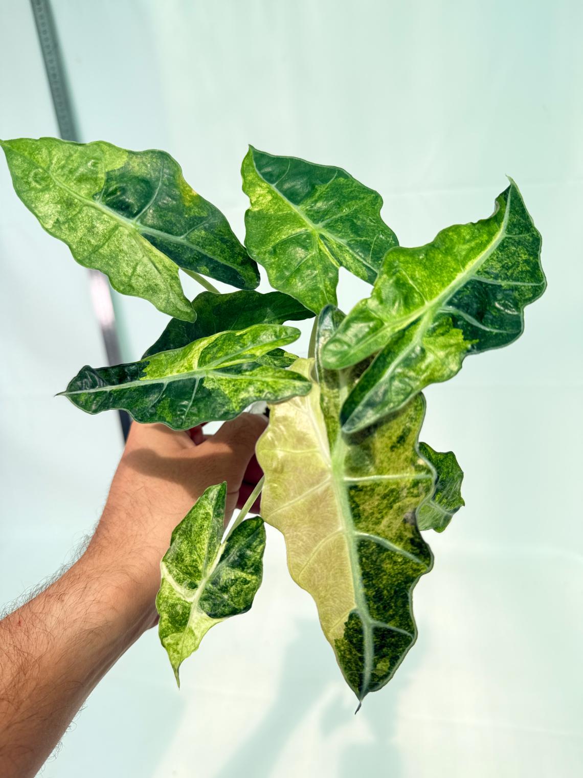 Alocasia Amazonica Variegata Aurea 1