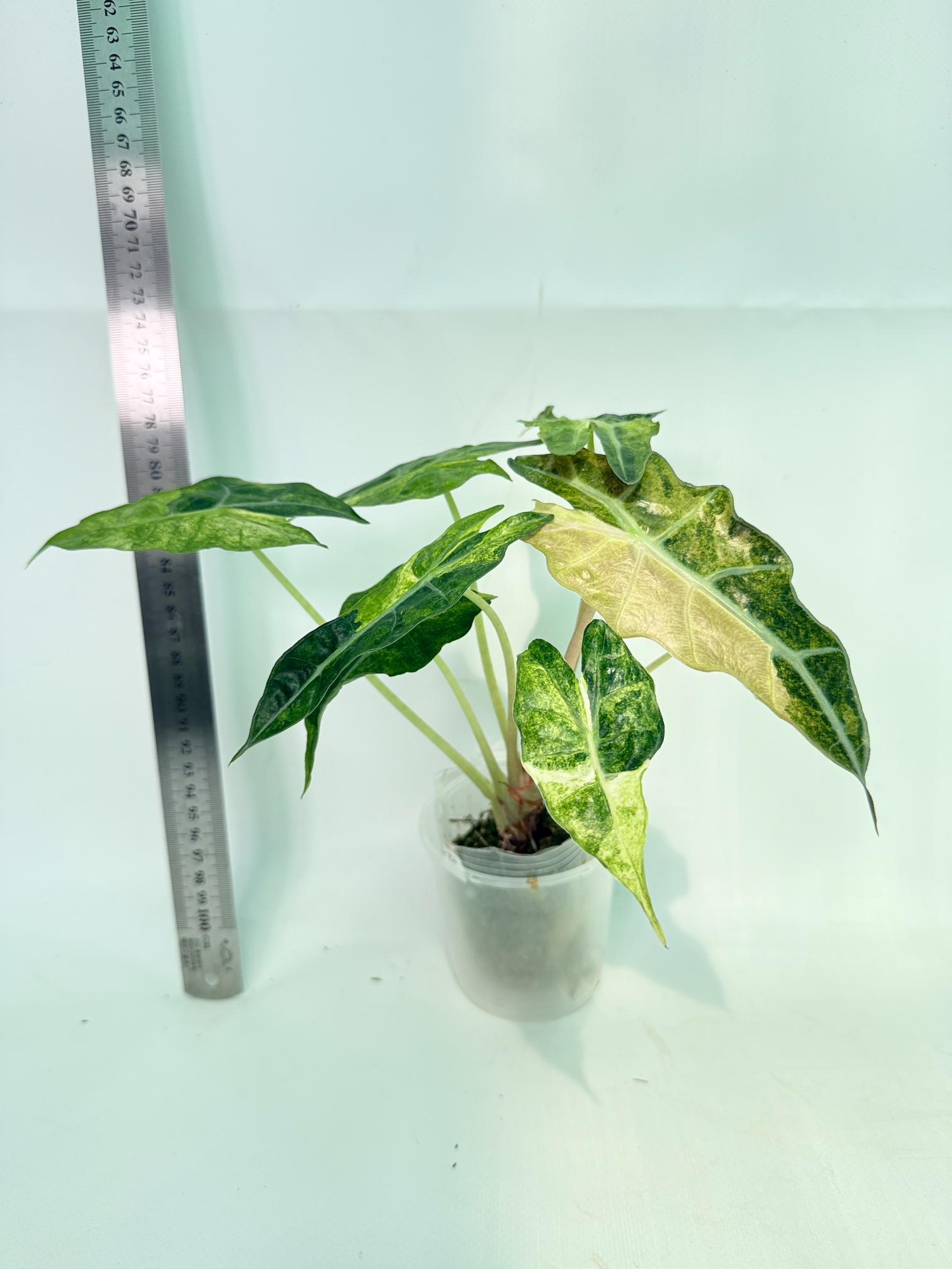 Alocasia Amazonica Variegata Aurea 5