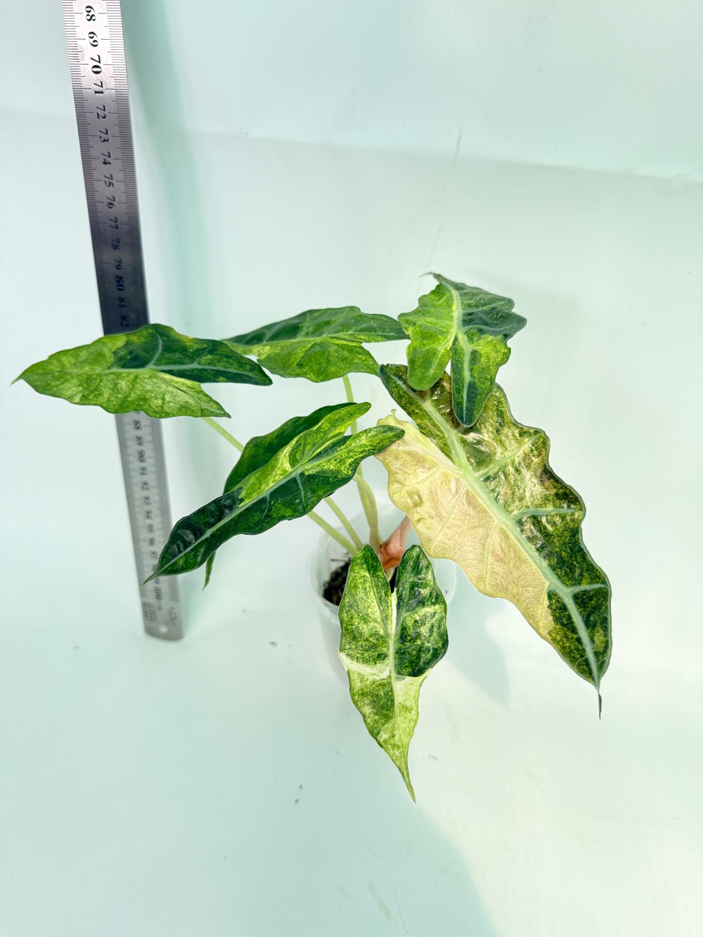 Alocasia Amazonica Variegata Aurea 6