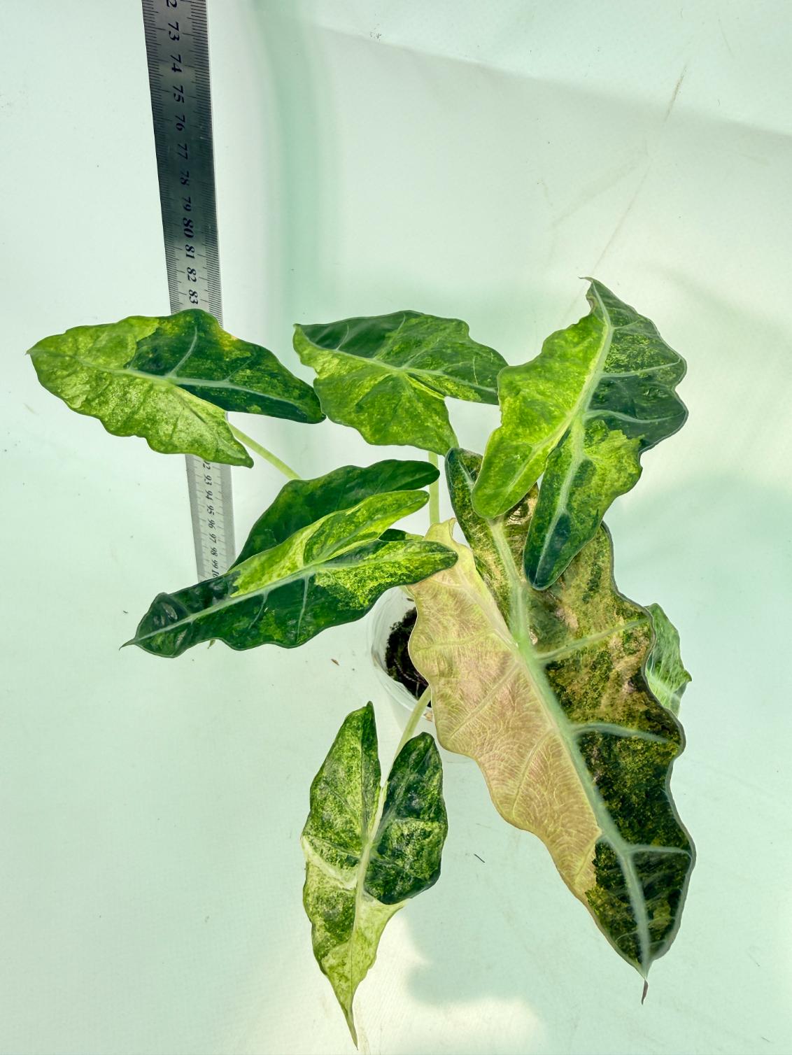 Alocasia Amazonica Variegata Aurea 3