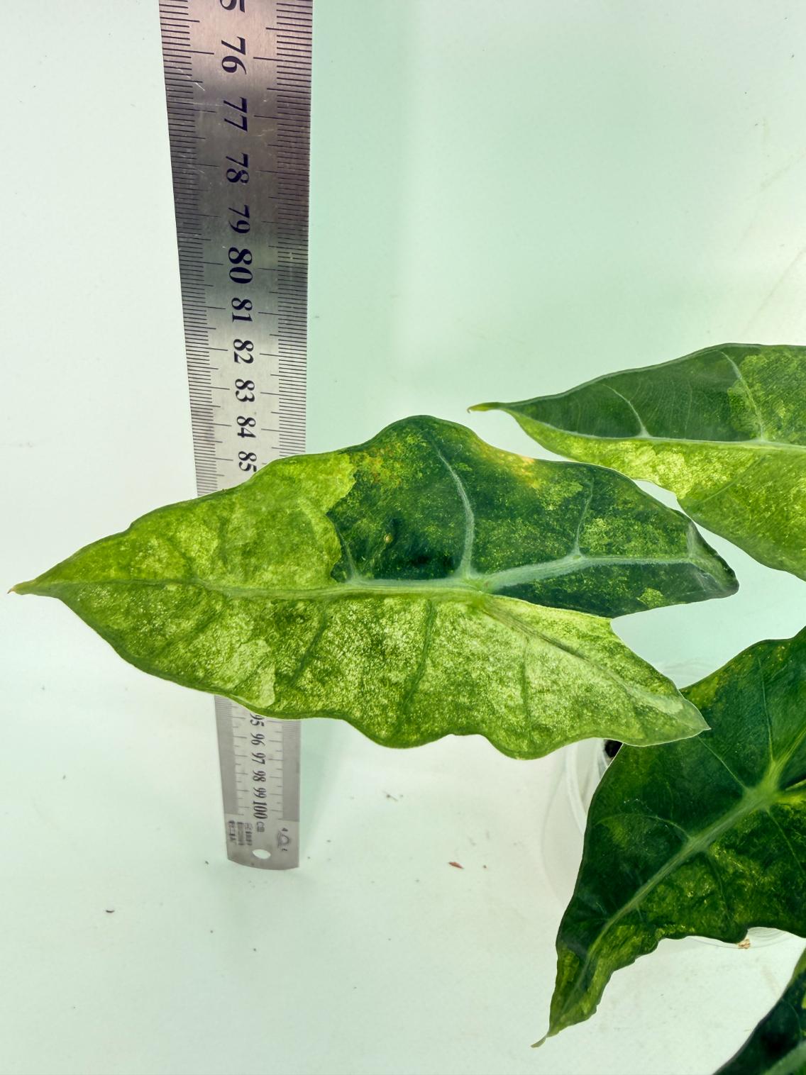 Alocasia Amazonica Variegata Aurea 7