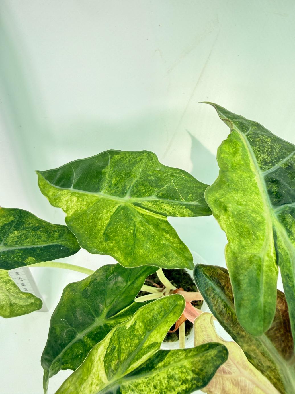 Alocasia Amazonica Variegata Aurea 8