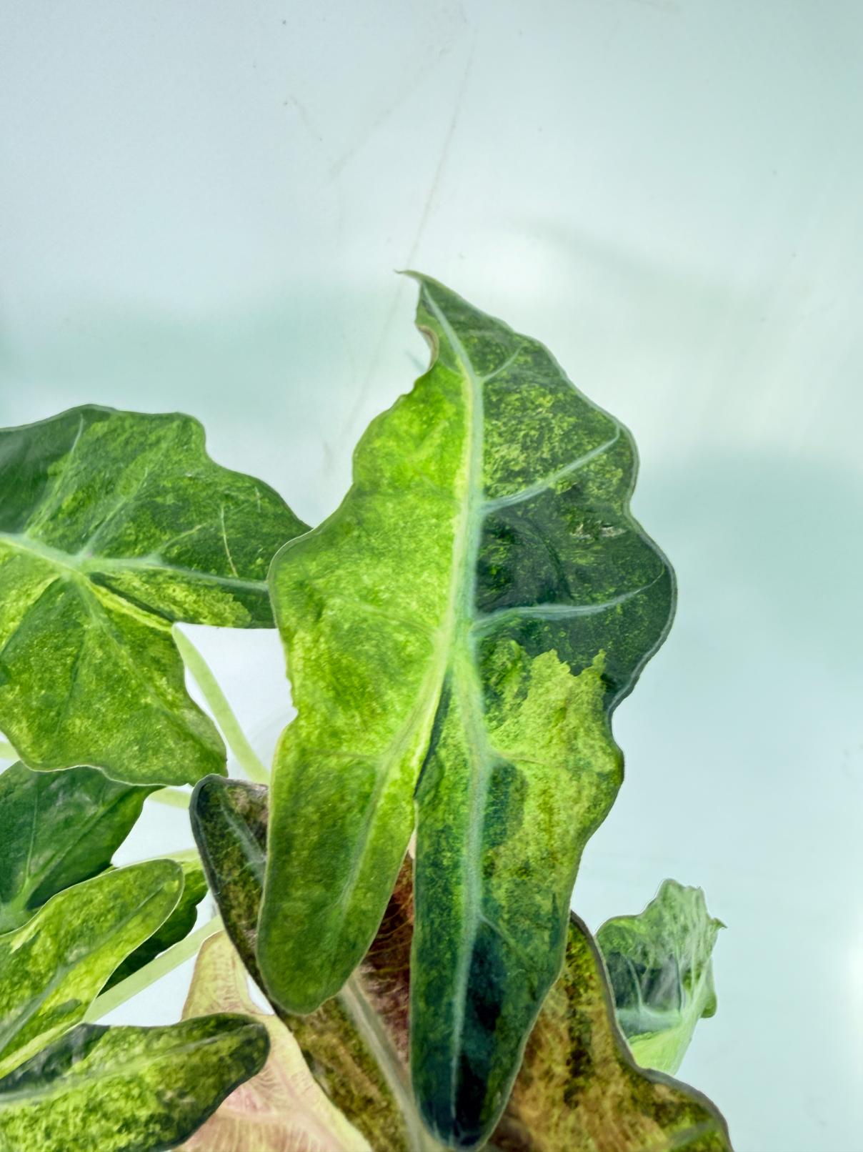 Alocasia Amazonica Variegata Aurea 9