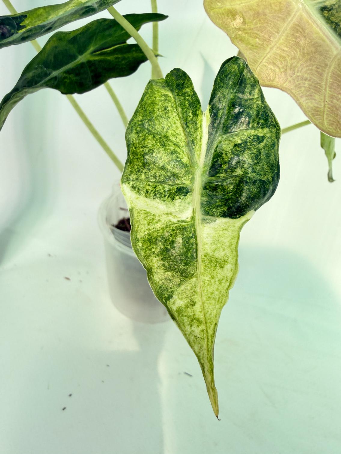 Alocasia Amazonica Variegata Aurea 10