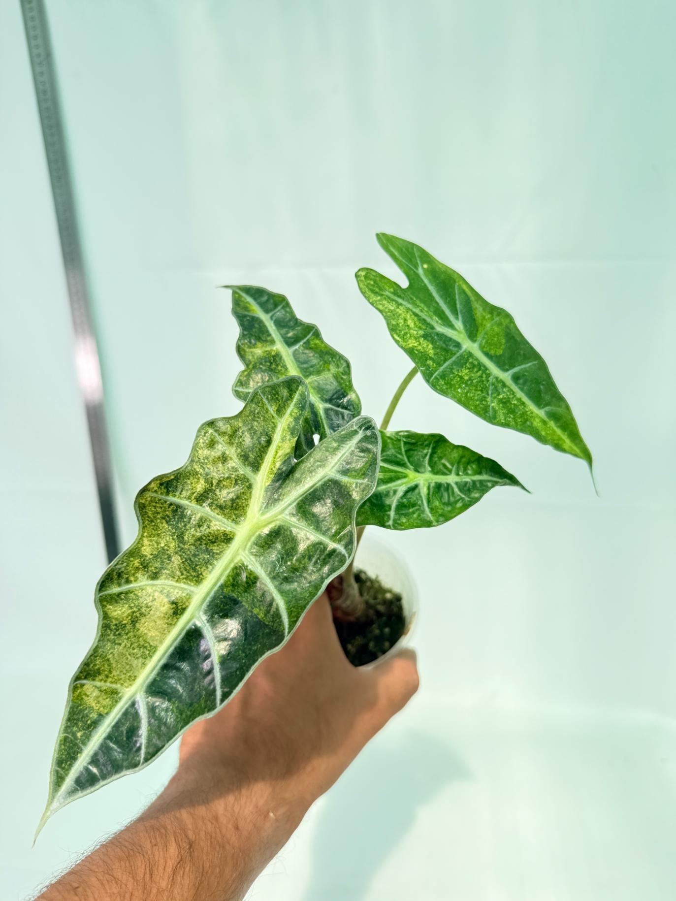 Alocasia Amazonica Variegata Aurea 3