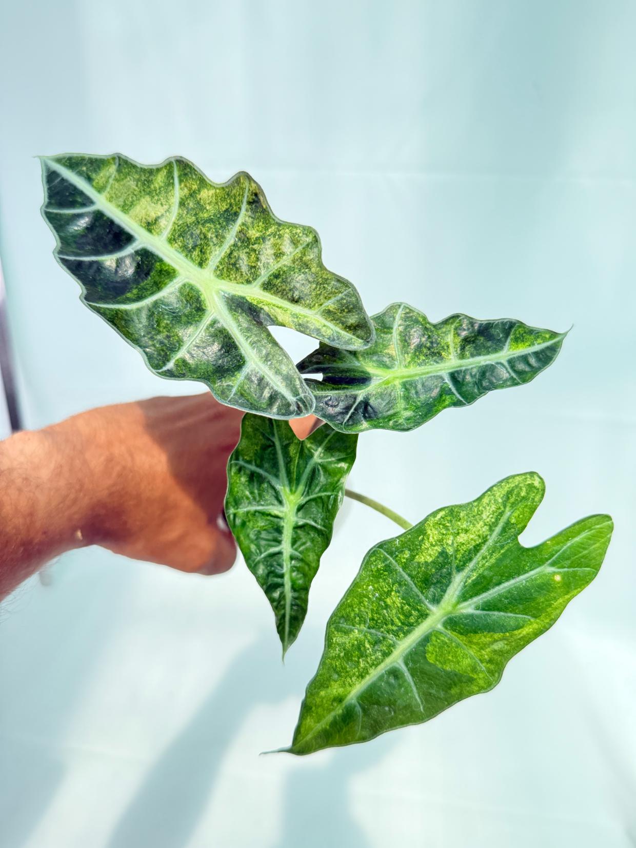 Alocasia Amazonica Variegata Aurea 1