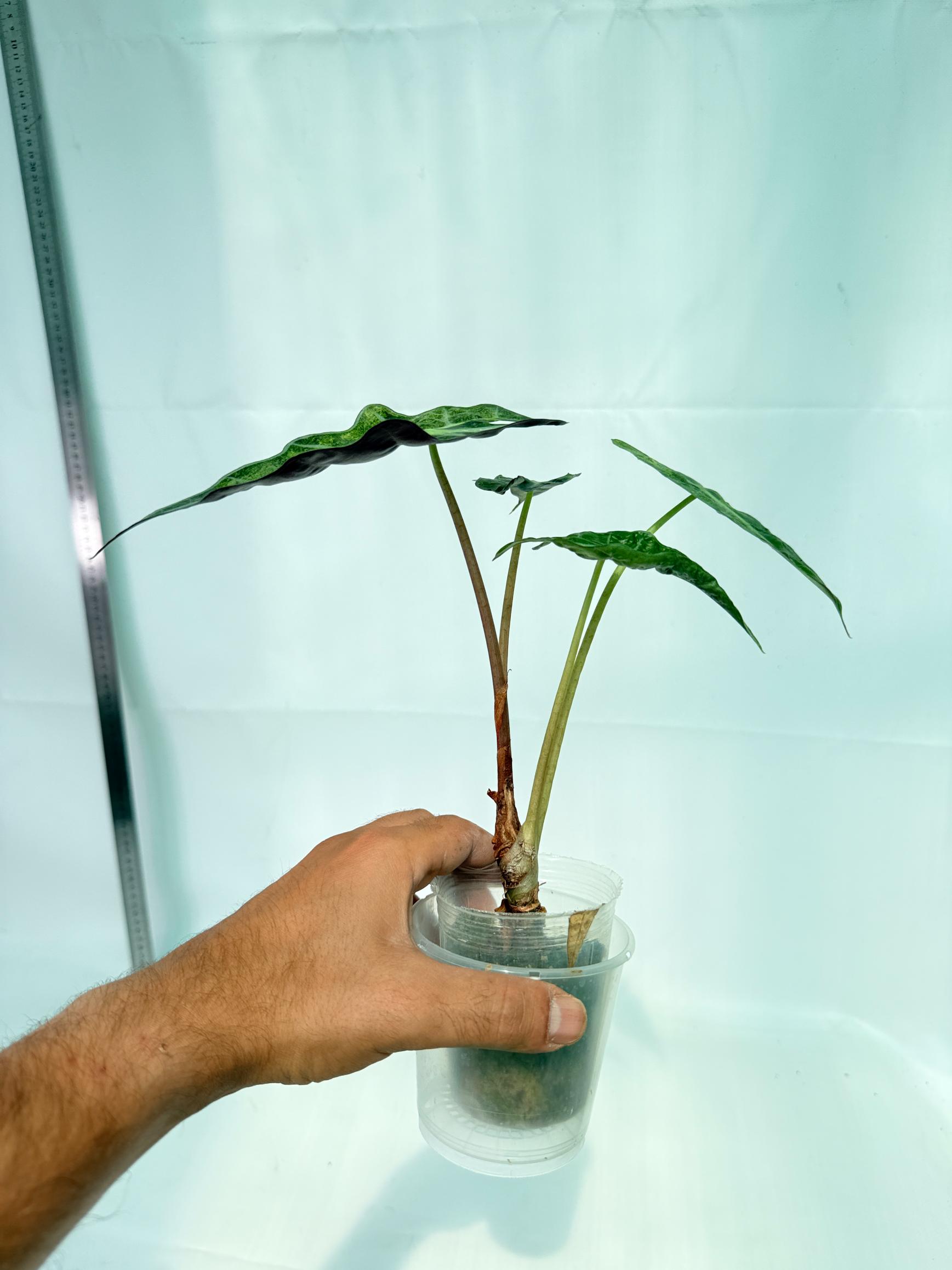 Alocasia Amazonica Variegata Aurea 10