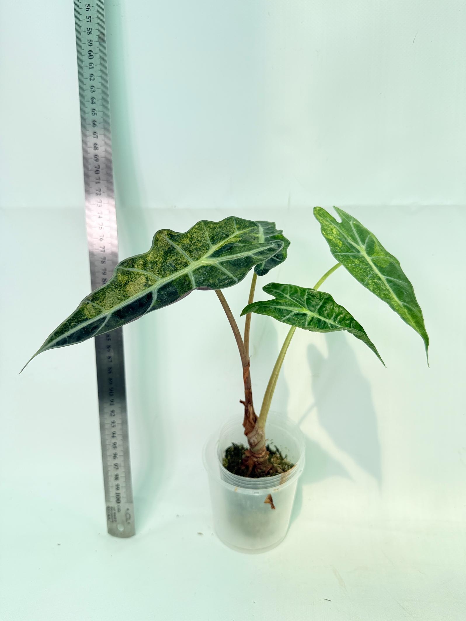 Alocasia Amazonica Variegata Aurea 6