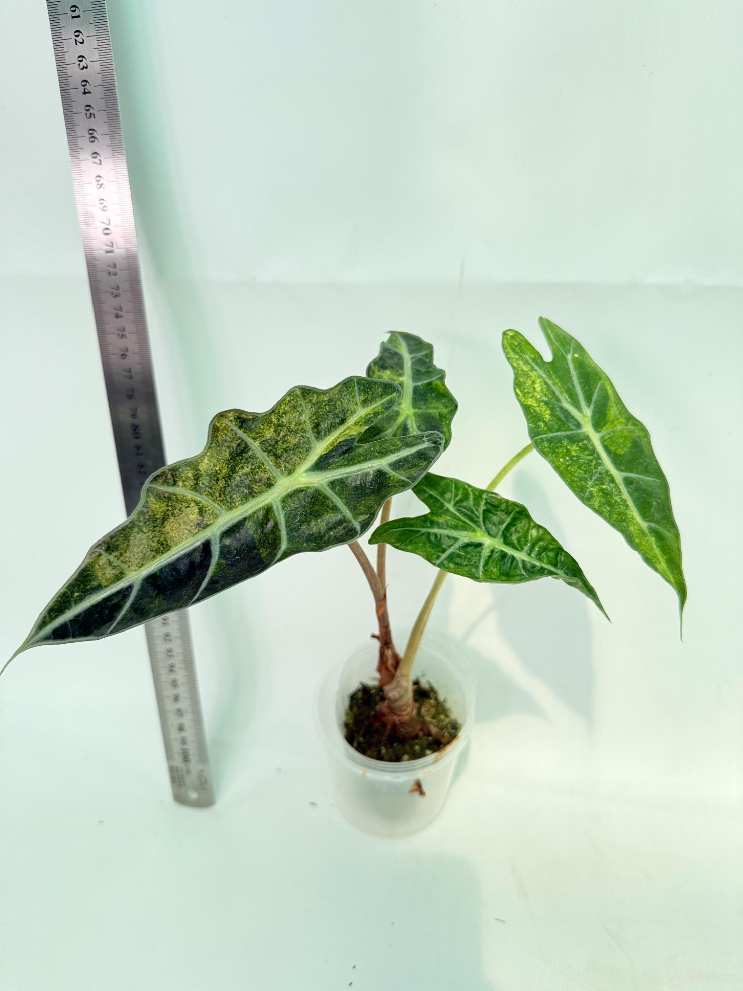 Alocasia Amazonica Variegata Aurea 7