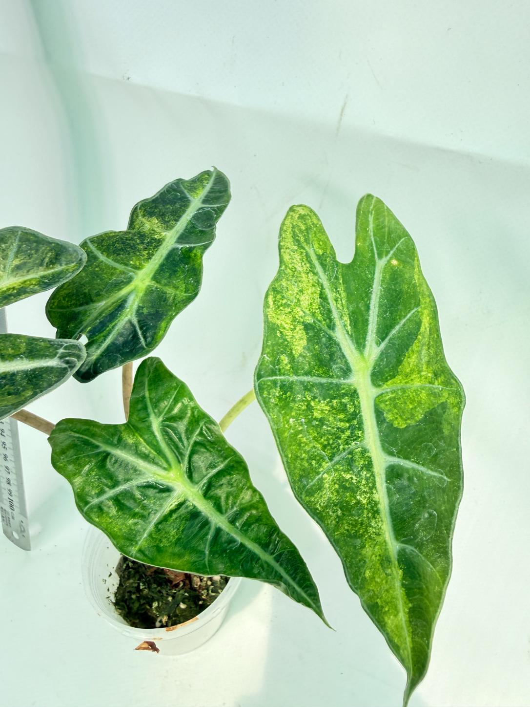 Alocasia Amazonica Variegata Aurea 9