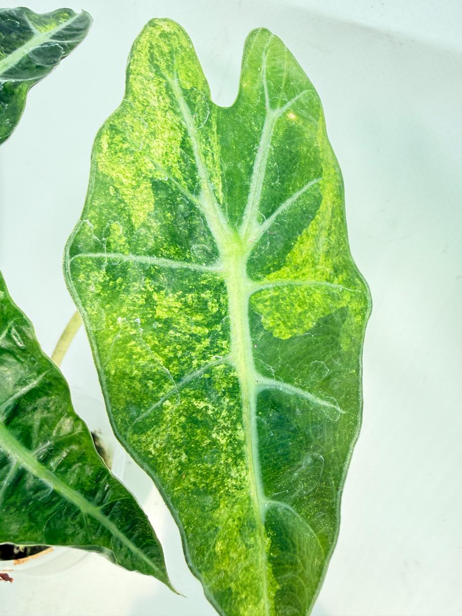 Alocasia Amazonica Variegata Aurea 5