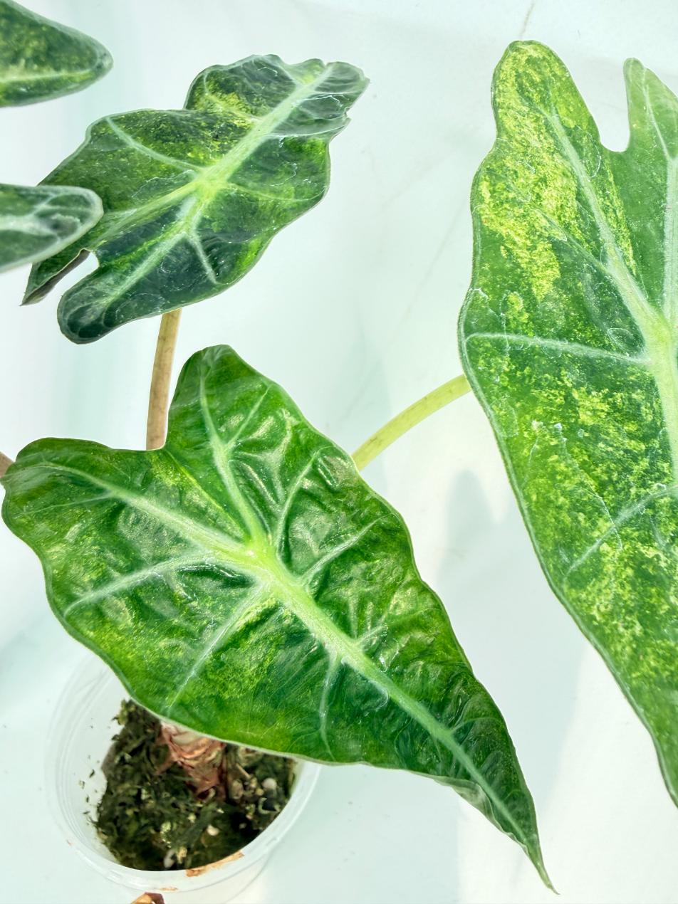 Alocasia Amazonica Variegata Aurea 8