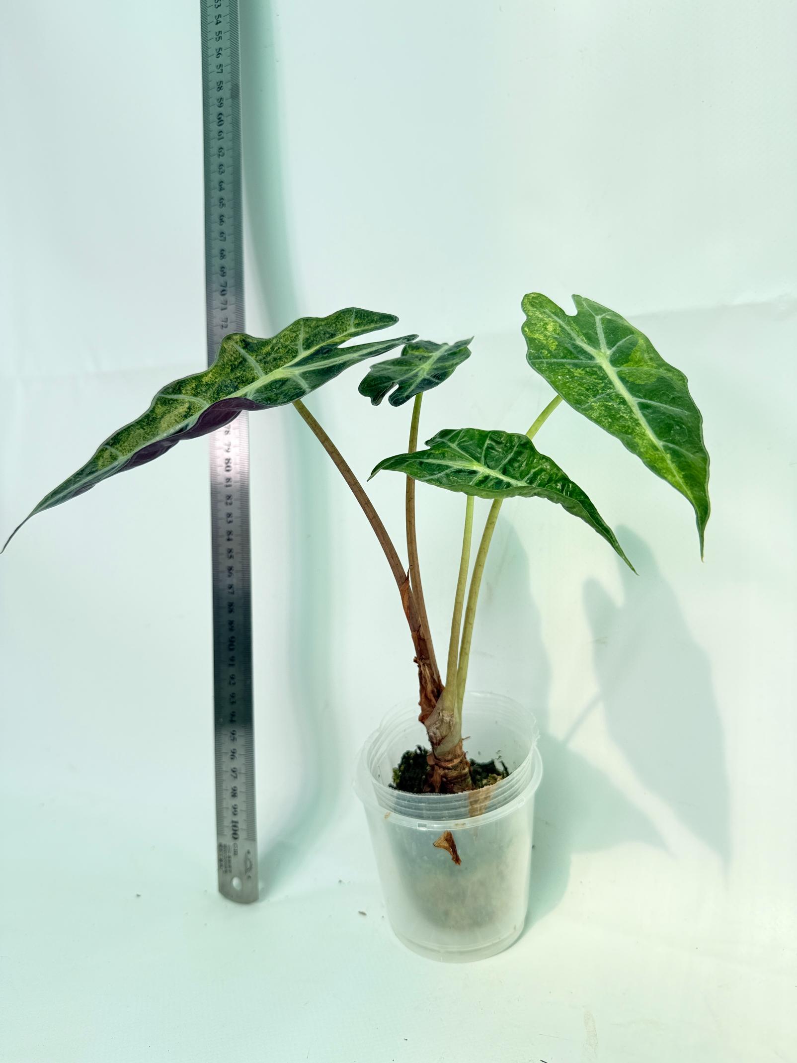 Alocasia Amazonica Variegata Aurea 4