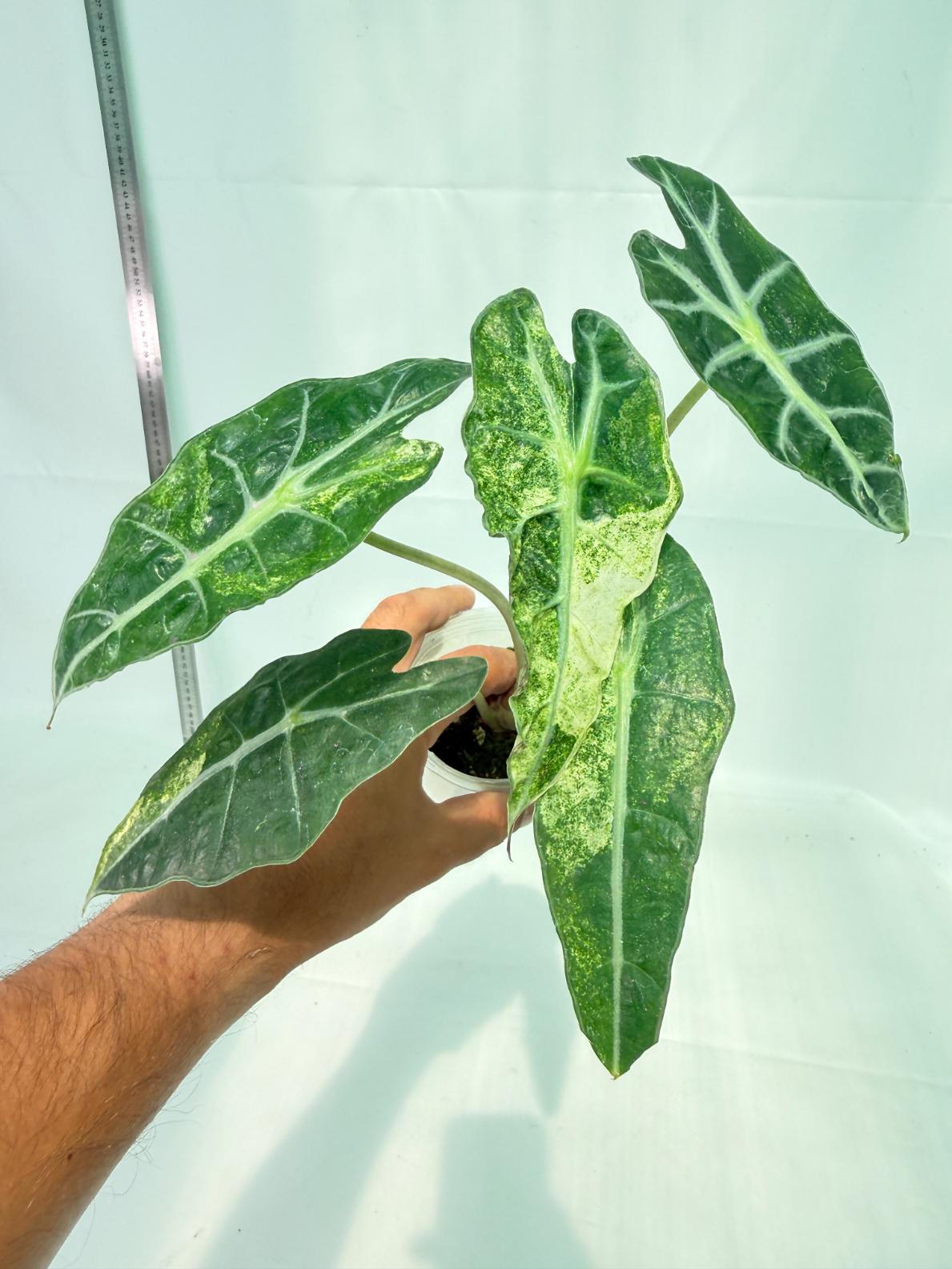 Alocasia Amazonica Variegata Aurea 1