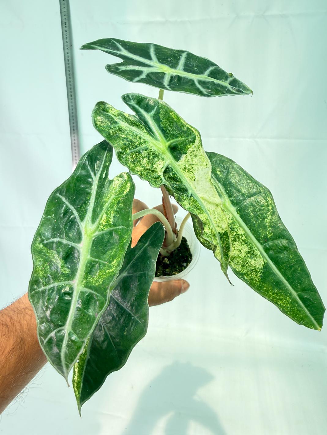 Alocasia Amazonica Variegata Aurea 5